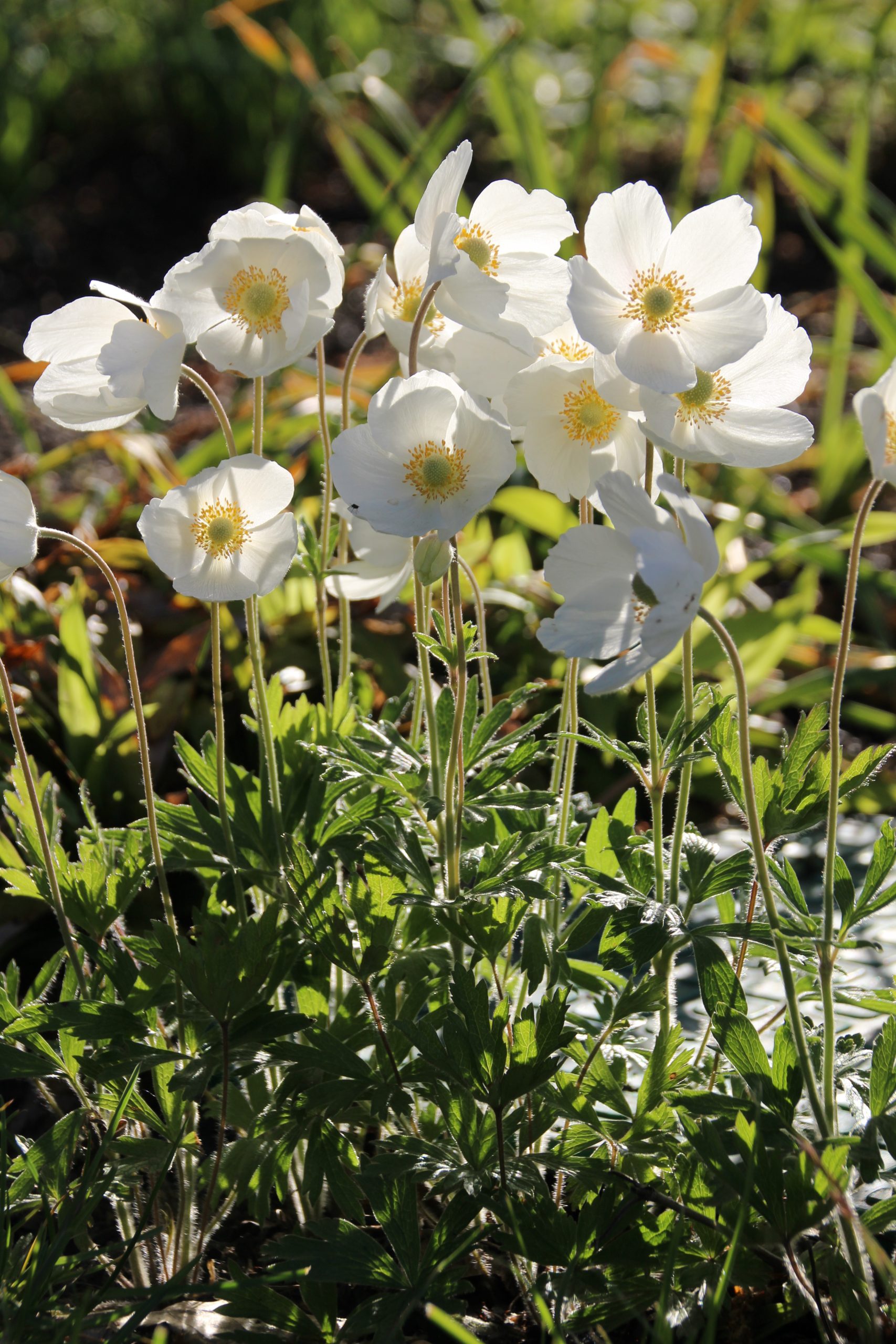 363_anemone_sylvestris_SS_001.jpeg