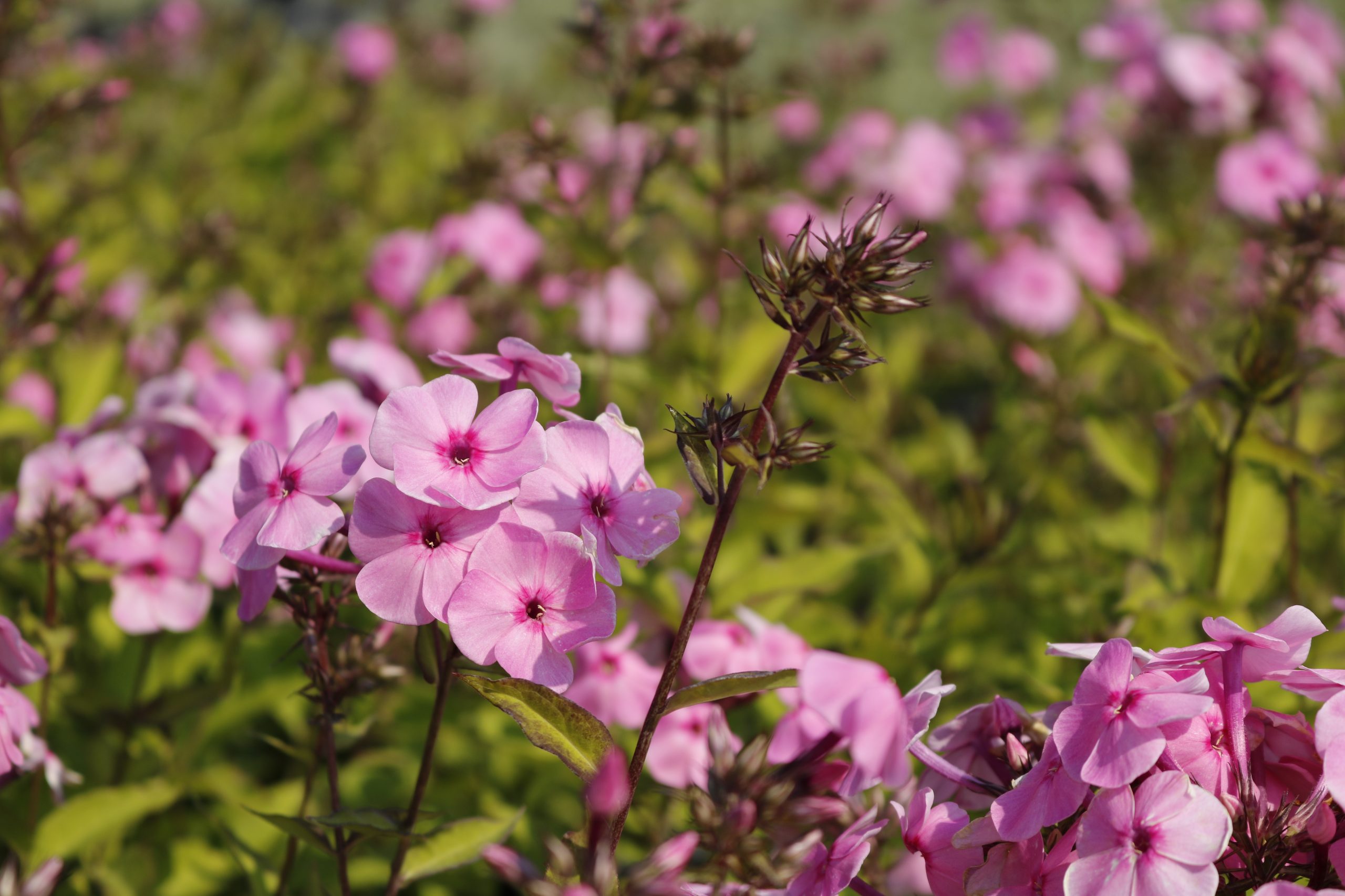 3641_phlox_amplifolia_winnetou_XS_002.jpeg