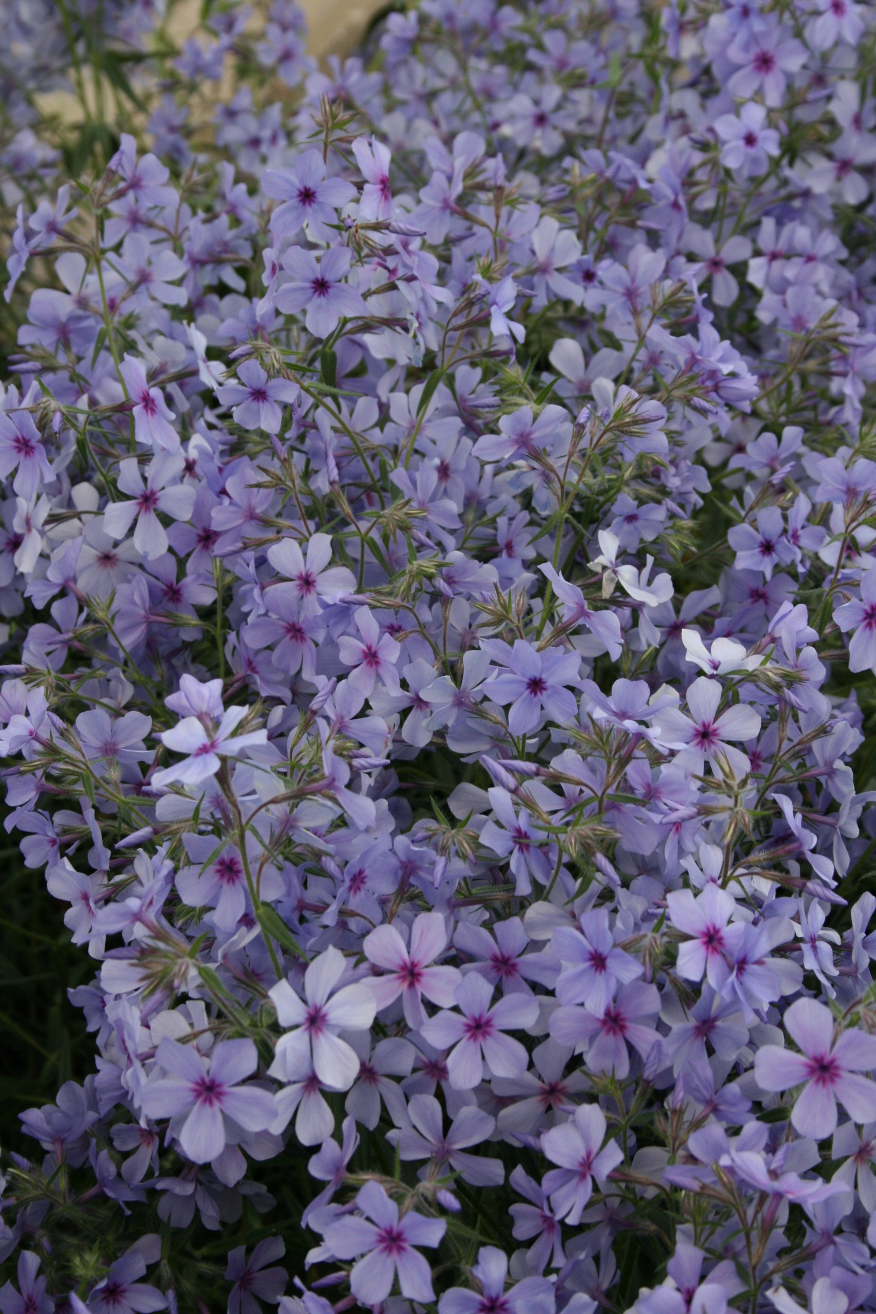 3643_phlox_divaricata_chattahoochee_SS_001.jpeg