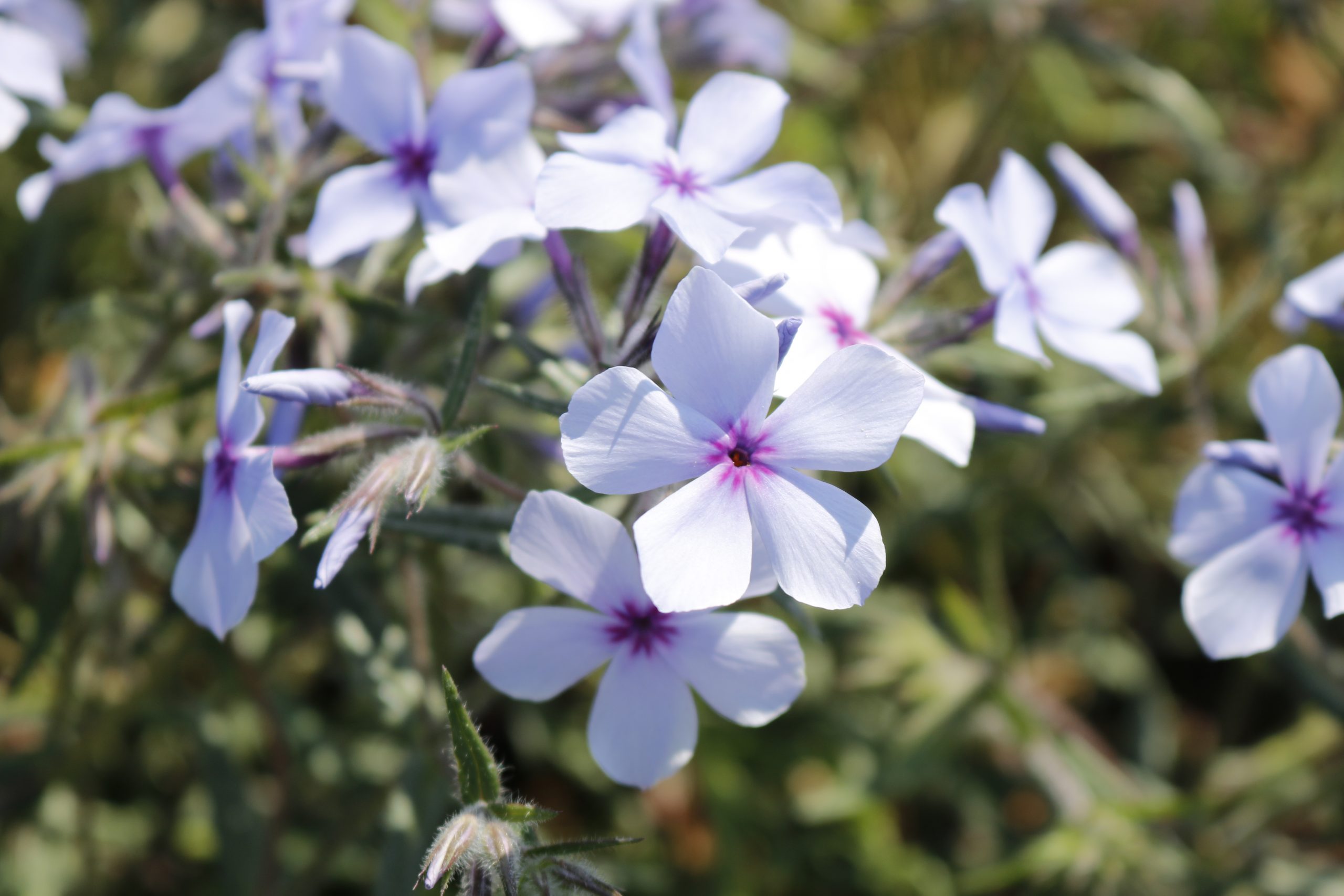 3645_phlox_divaricata_chattahoochee_XS_003.jpeg