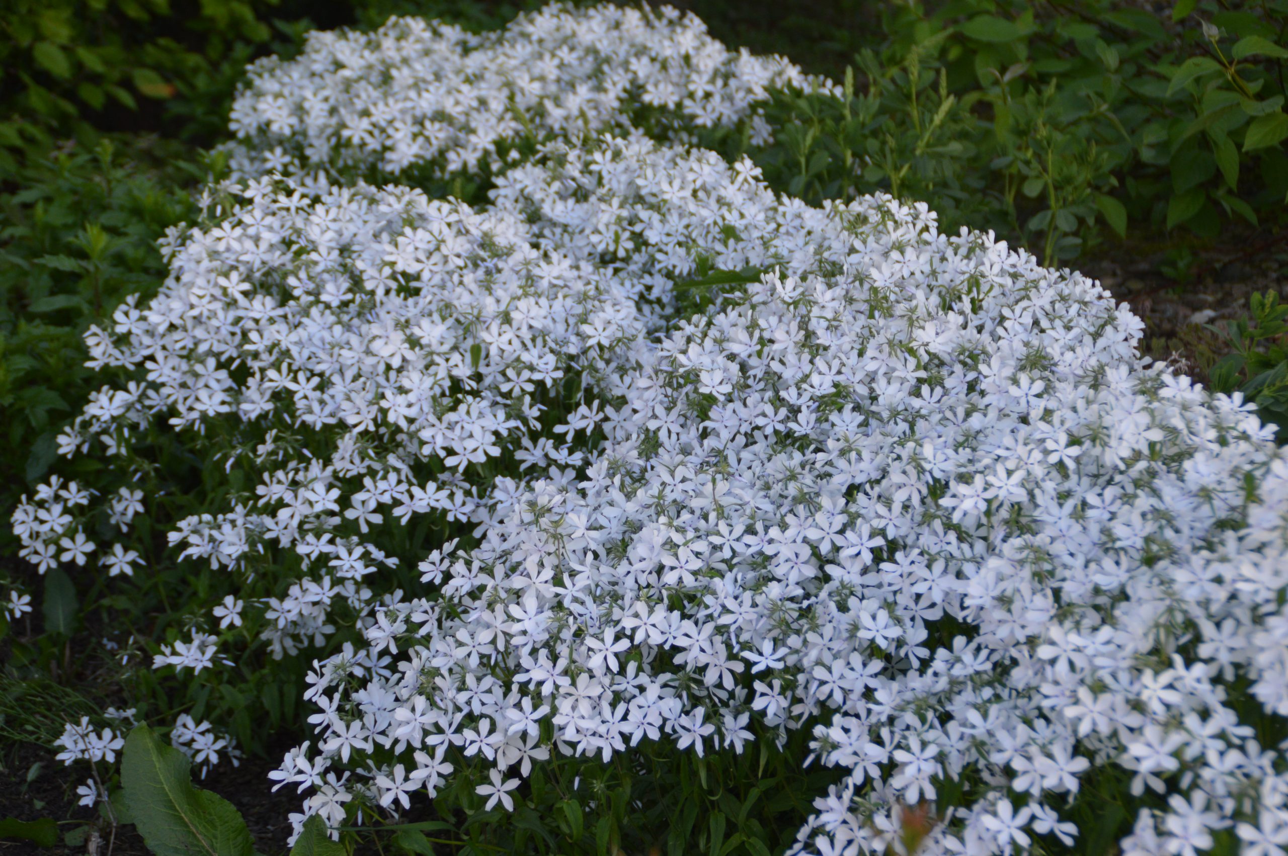 3650_phlox_divaricata_may_breeze_SS_001.jpeg