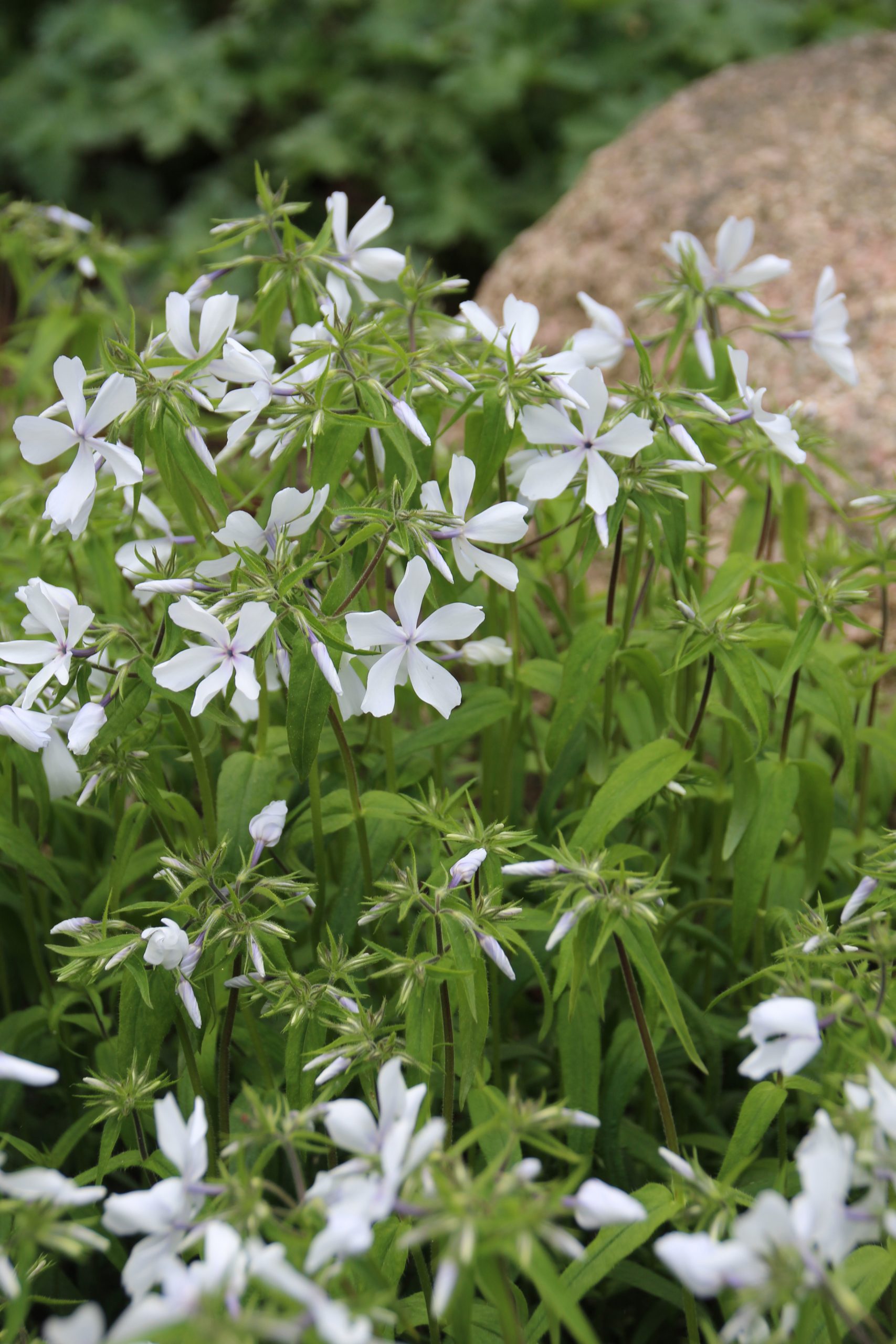 3651_phlox_divaricata_may_breeze_SS_002.jpeg