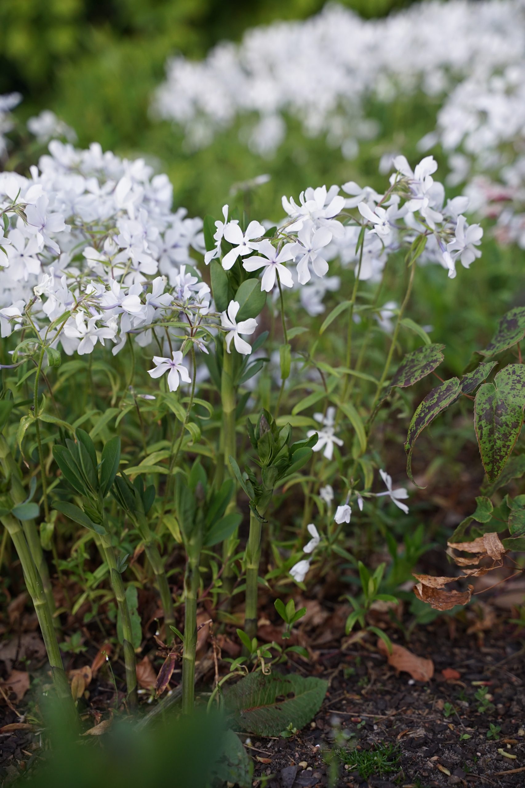 3654_phlox_divaricata_may_breeze_SS_005.jpeg