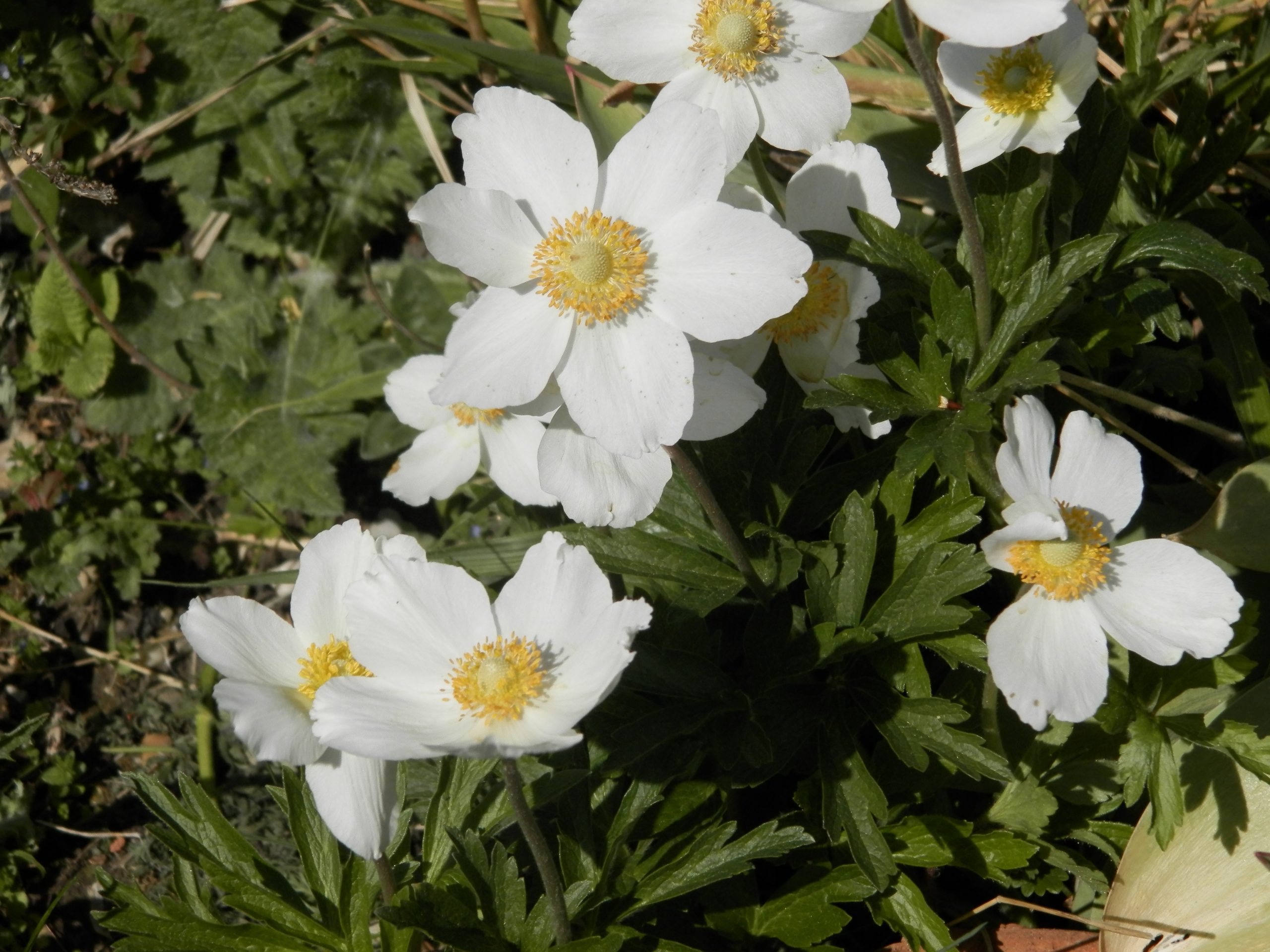365_anemone_sylvestris_XS_003.jpeg