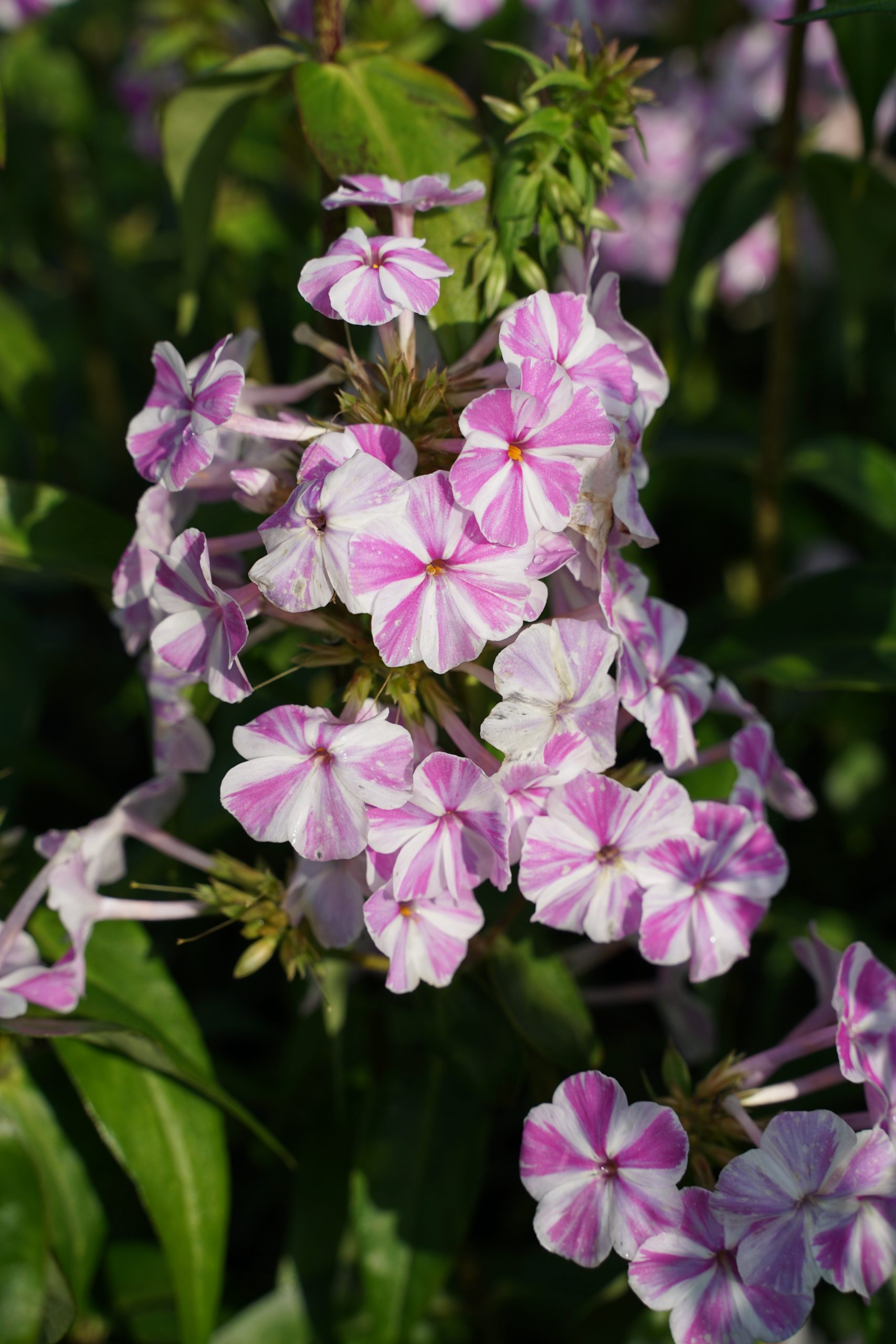 3663_phlox_maculata_natascha_SS_001.jpeg
