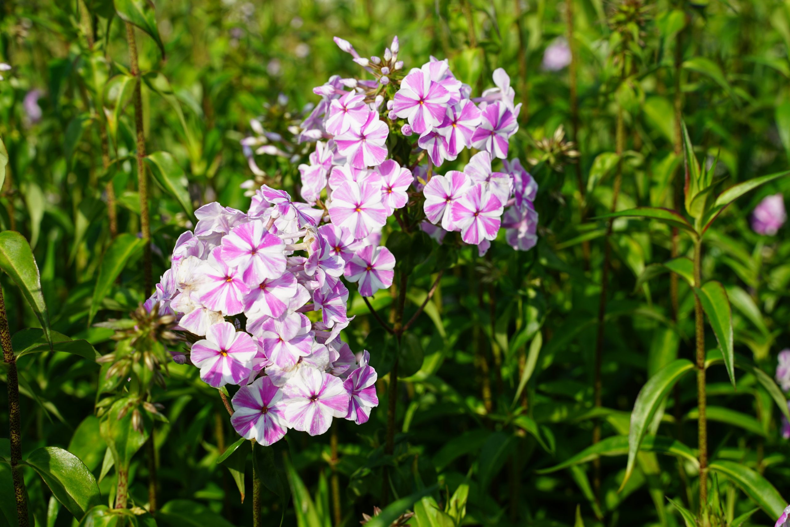 3664_phlox_maculata_natascha_SS_002.jpeg