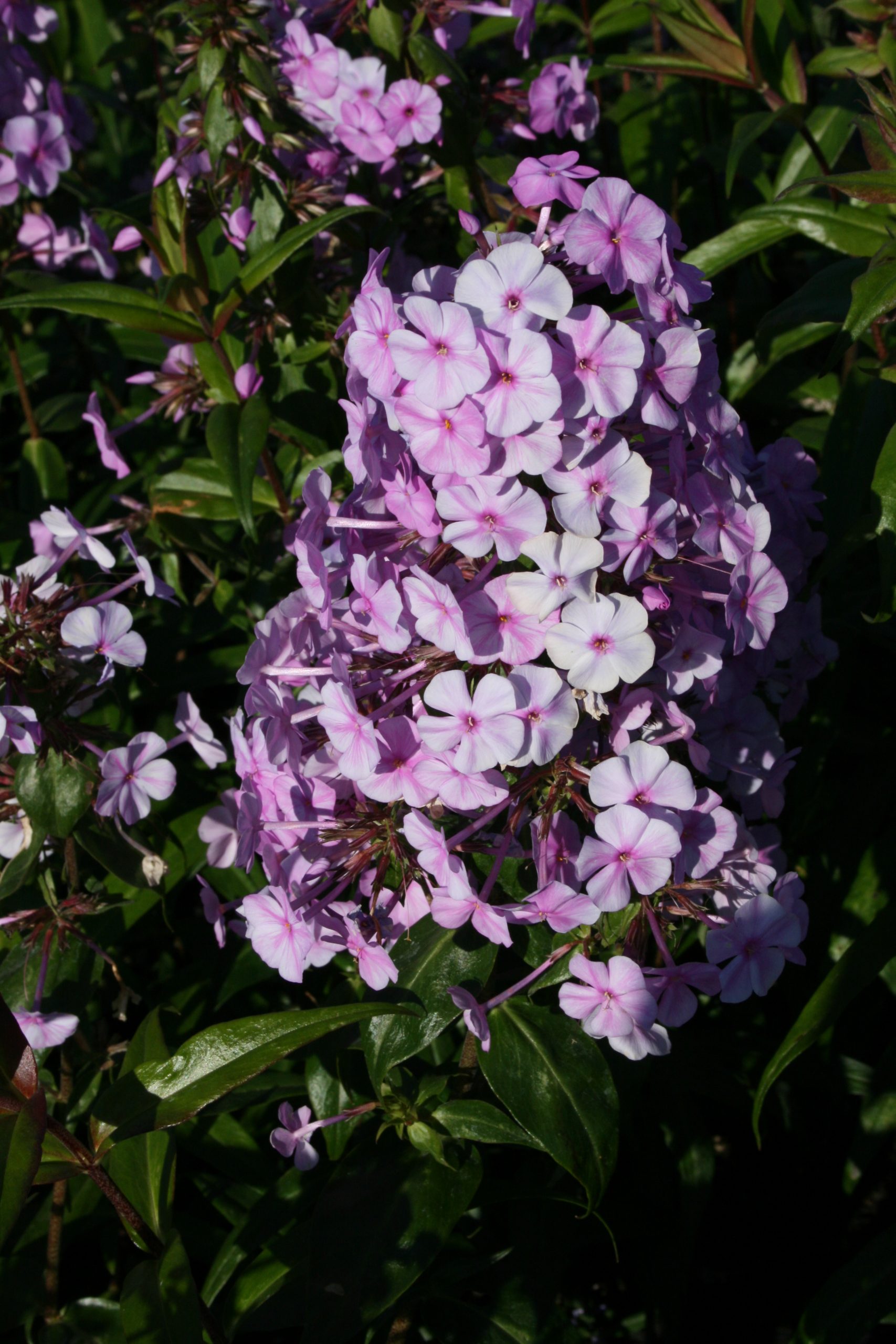 3665_phlox_maculata_rosalinde_SS_001-1.jpeg