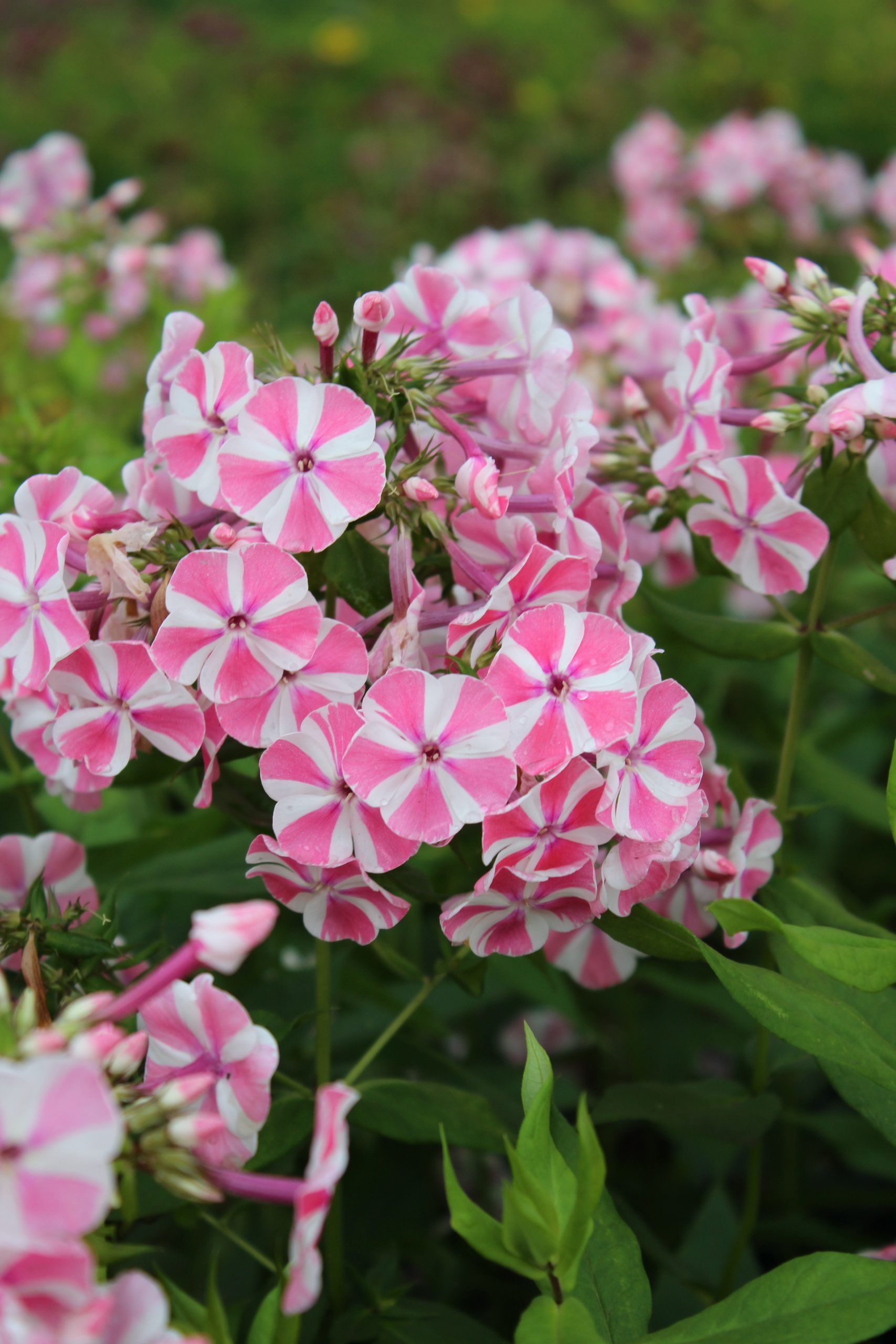 3694_phlox_paniculata_peppermint_twist_SS_001.jpeg