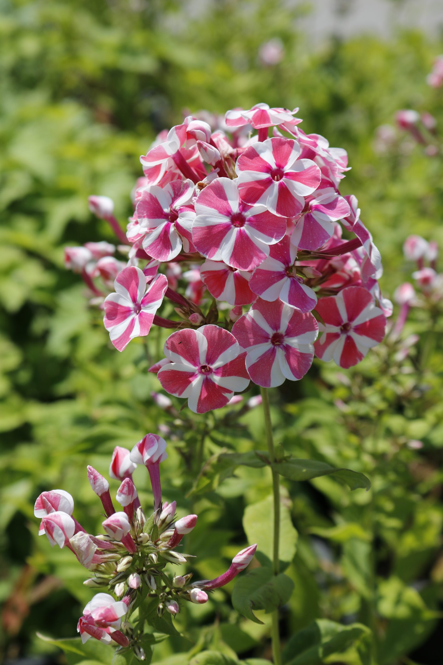 3696_phlox_paniculata_peppermint_twist_XS_003.jpeg