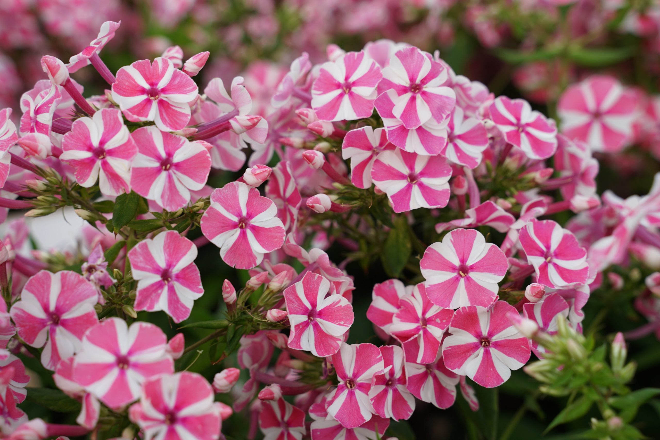 3698_phlox_paniculata_peppermint_twist_SS_005.jpeg