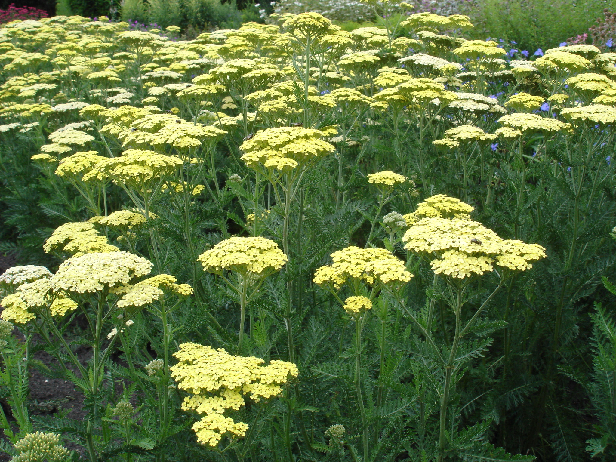 36_achillea_filipendulina_credo_SS_003.jpeg