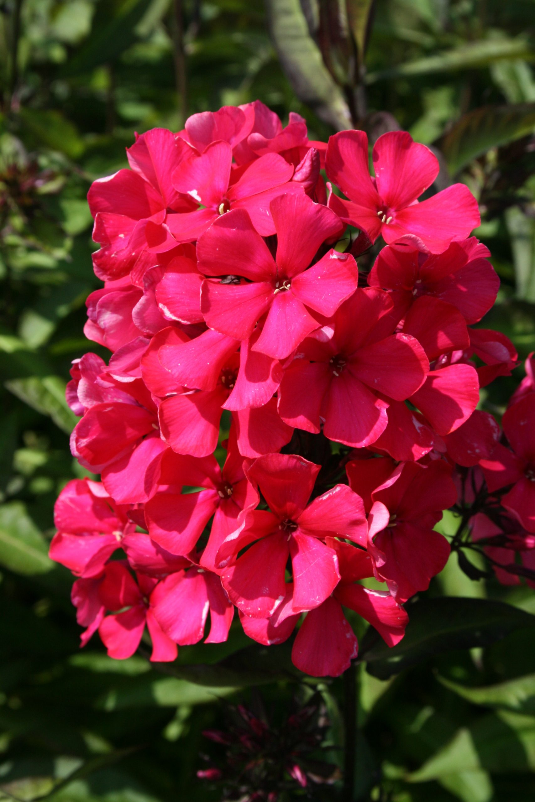 3703_phlox_paniculata_starfire_SS_001.jpeg