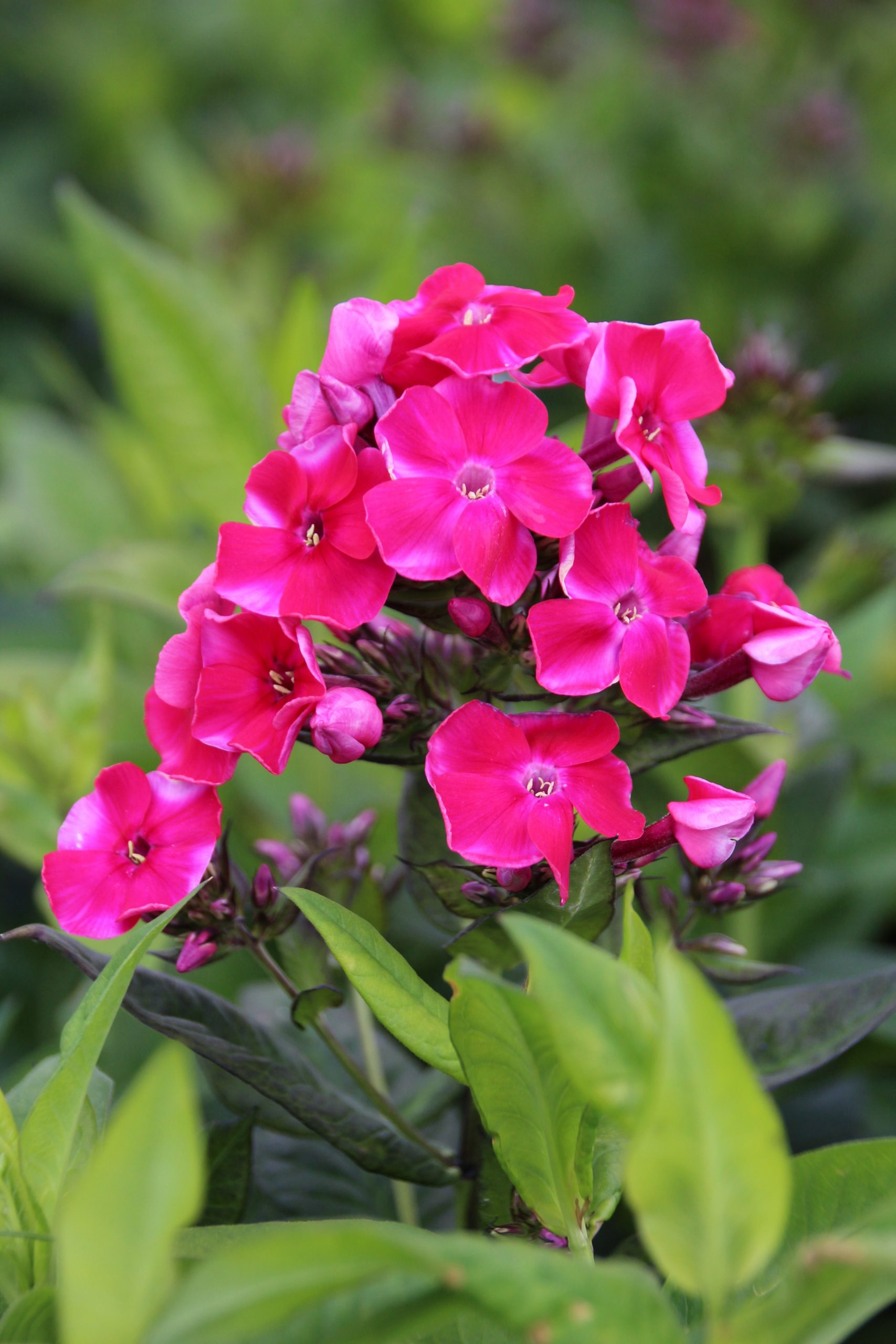 3704_phlox_paniculata_starfire_SS_002.jpeg