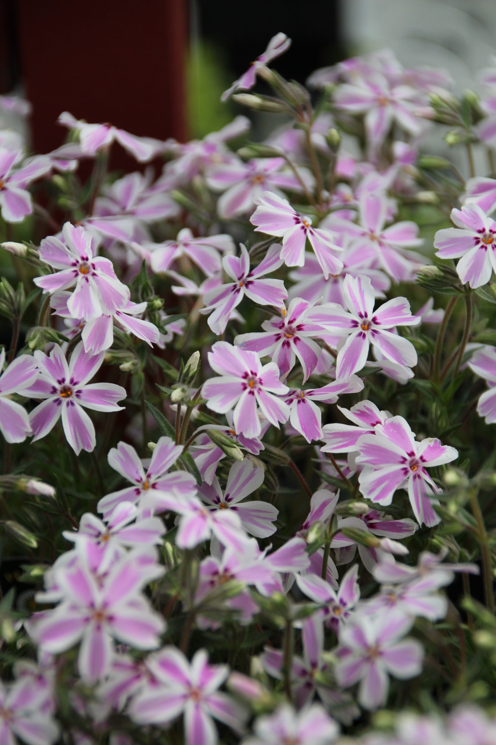 3731_phlox_subulata_candy_stripes_SS_001.jpeg