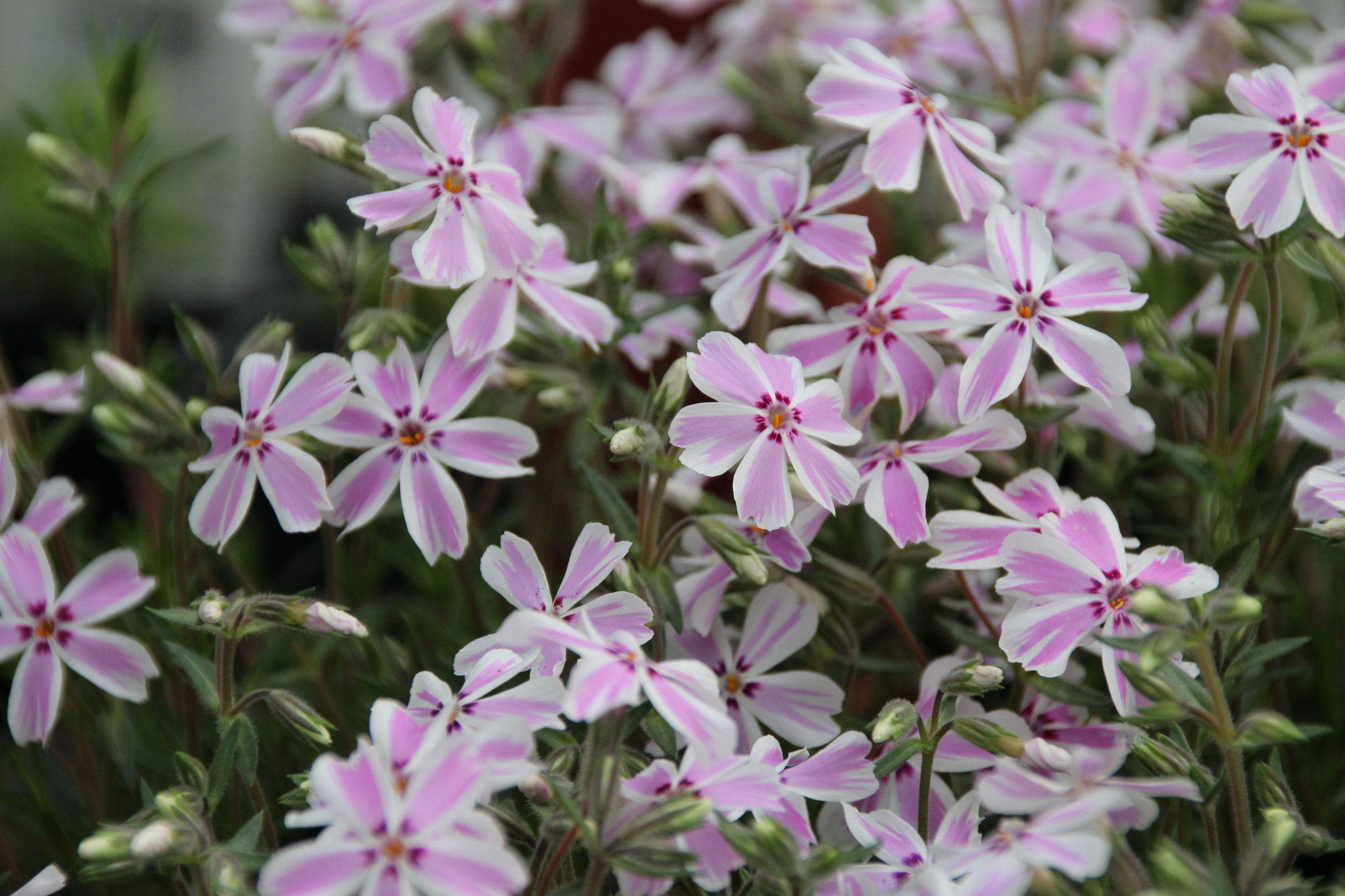3732_phlox_subulata_candy_stripes_SS_002.jpeg
