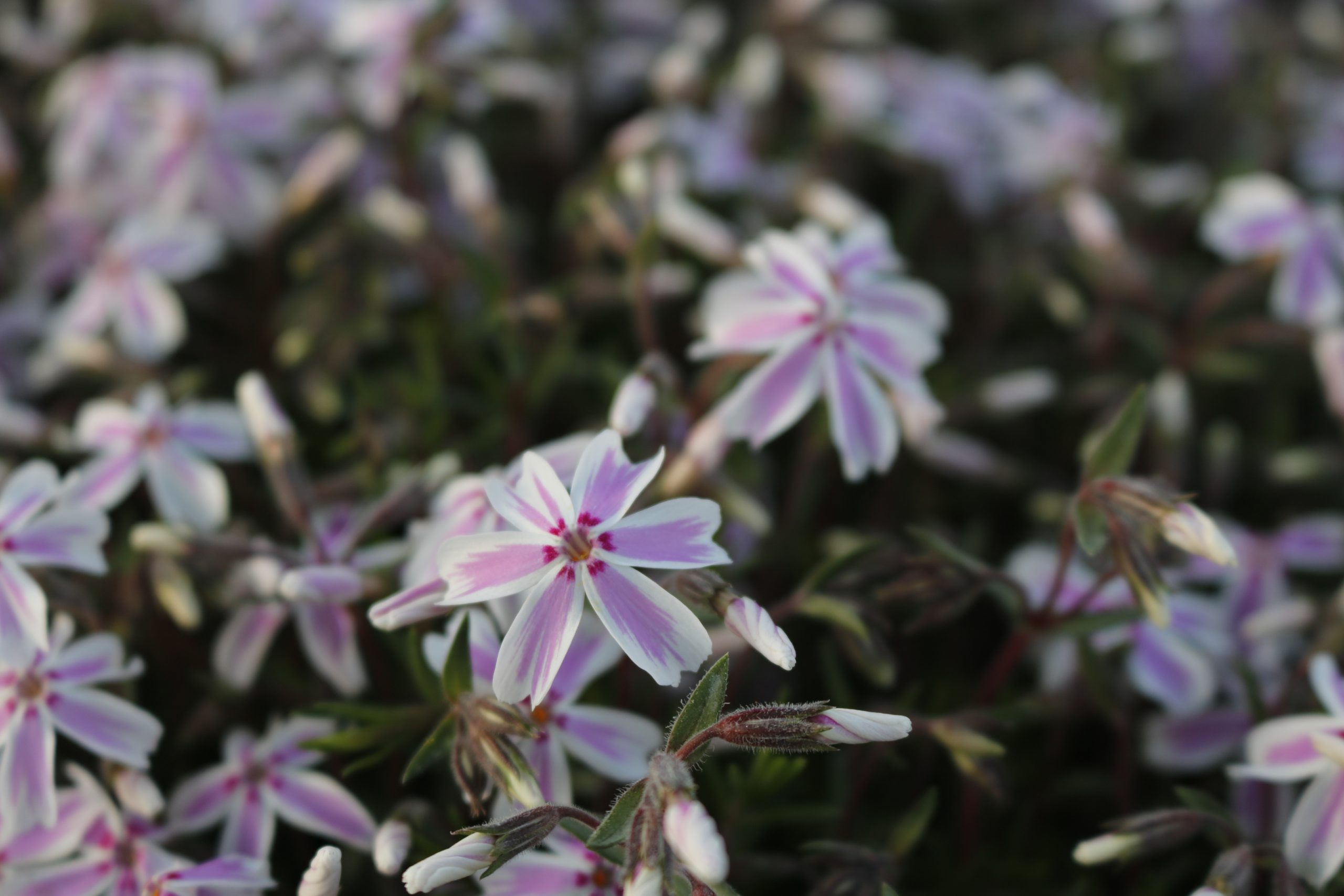 3733_phlox_subulata_candy_stripes_XS_003.jpeg