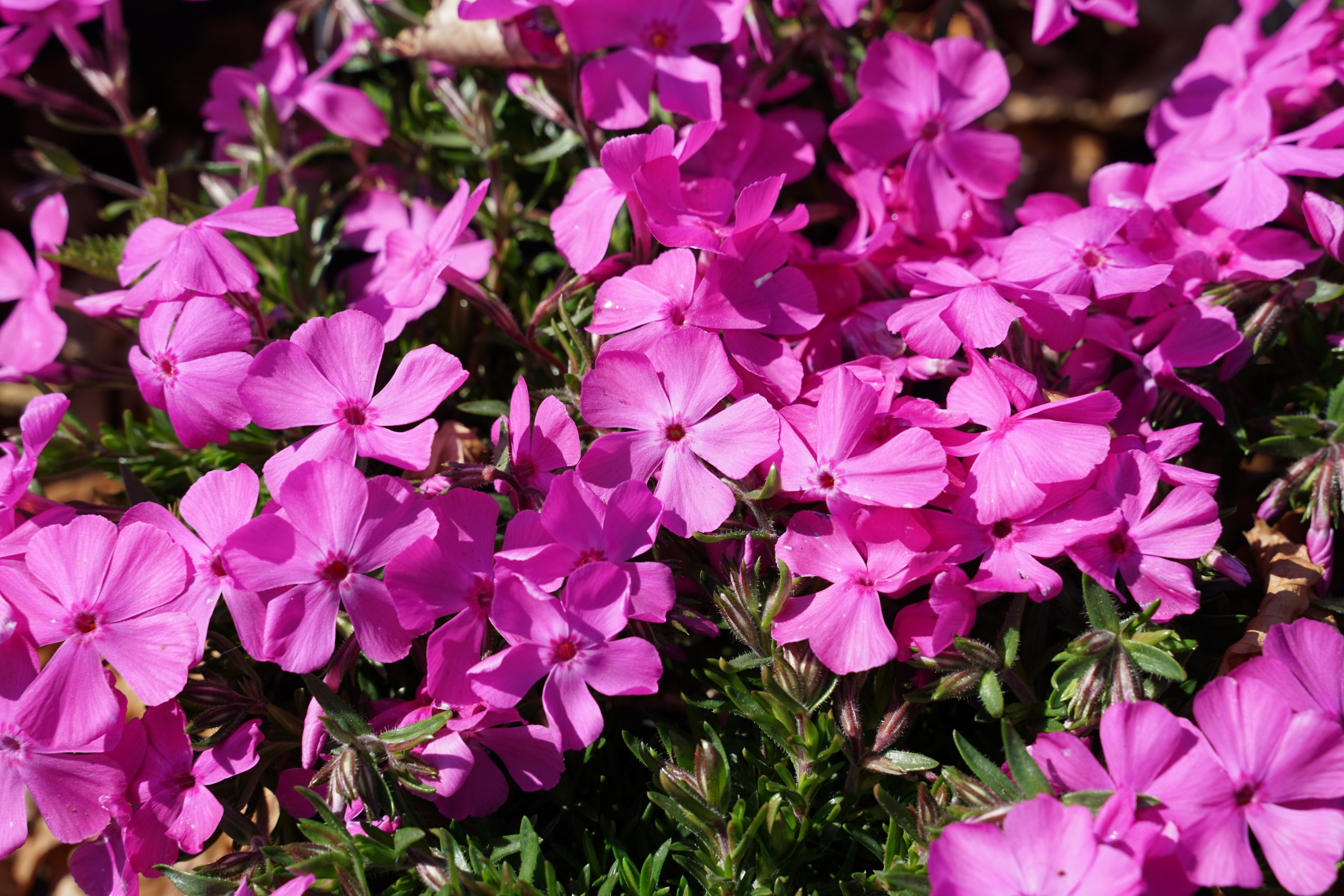 3743_phlox_subulata_mcdaniels_cushion_SS_001.jpeg