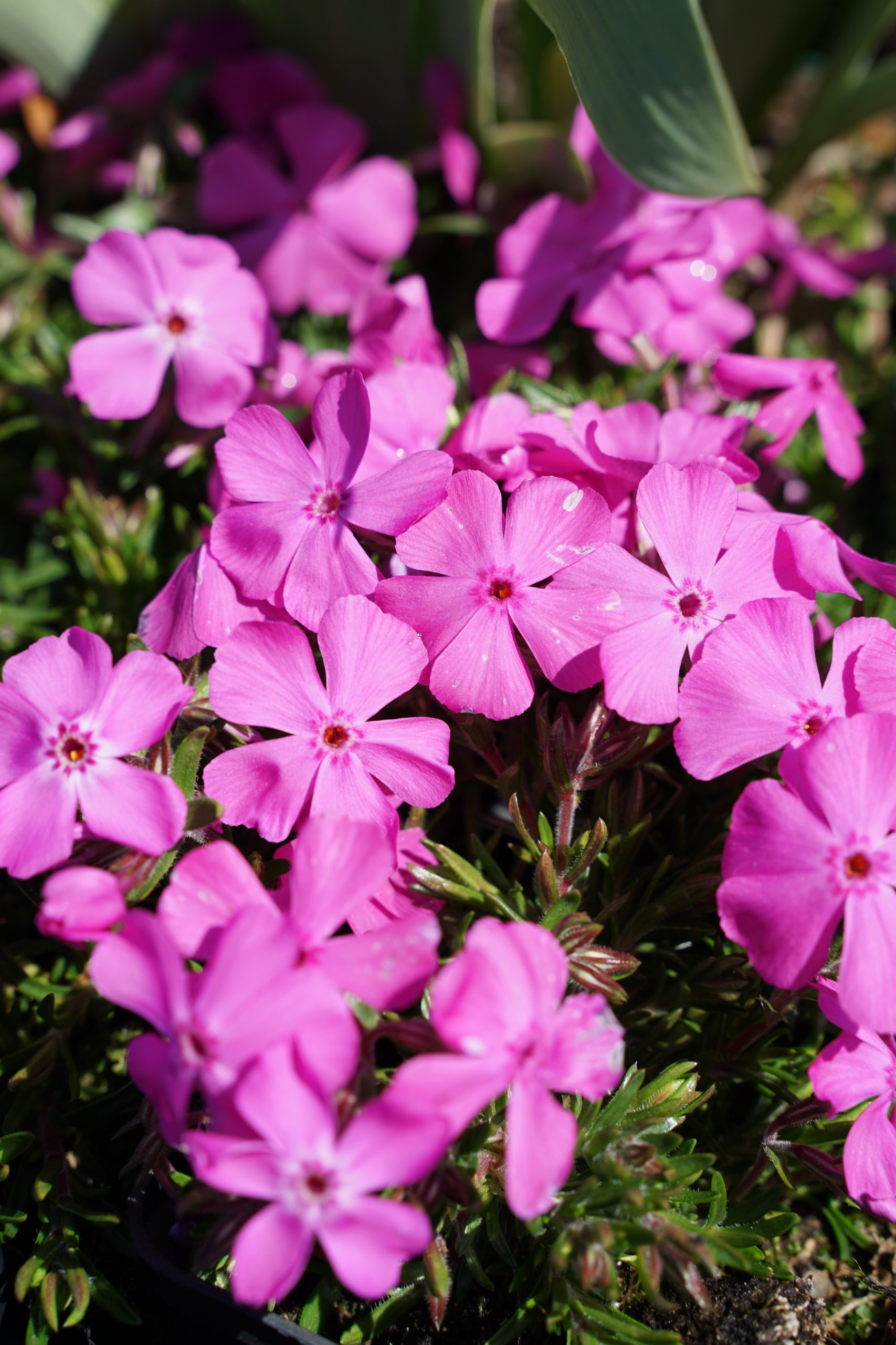 3744_phlox_subulata_mcdaniels_cushion_SS_002.jpeg