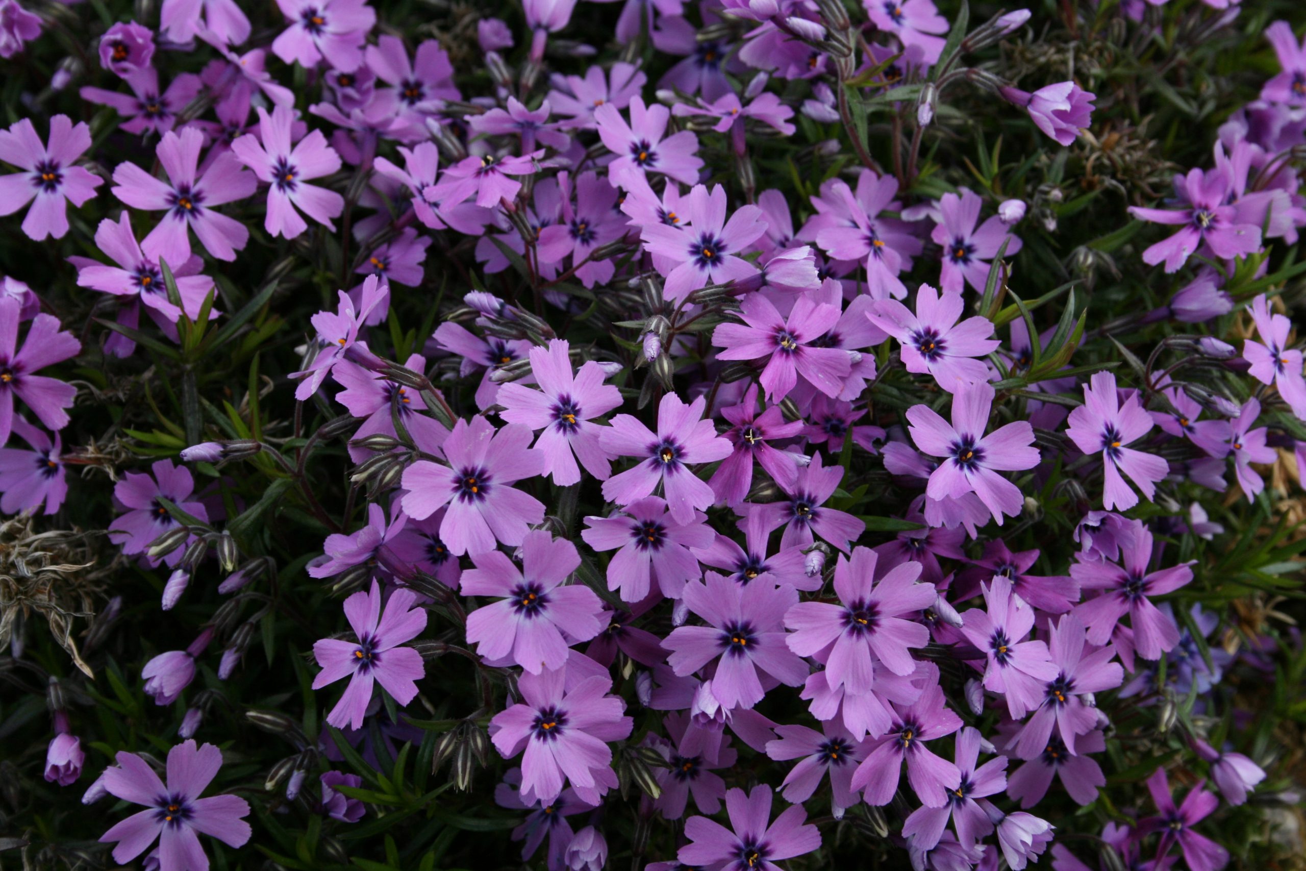 3745_phlox_subulata_purple_beauty_SS_001.jpeg