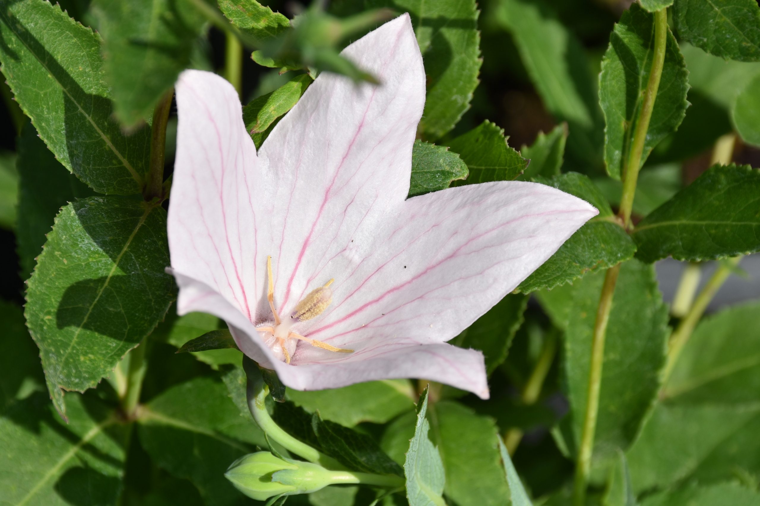 3779_platycodon_grandiflorus_fuji_pink_XS_003-1.jpeg