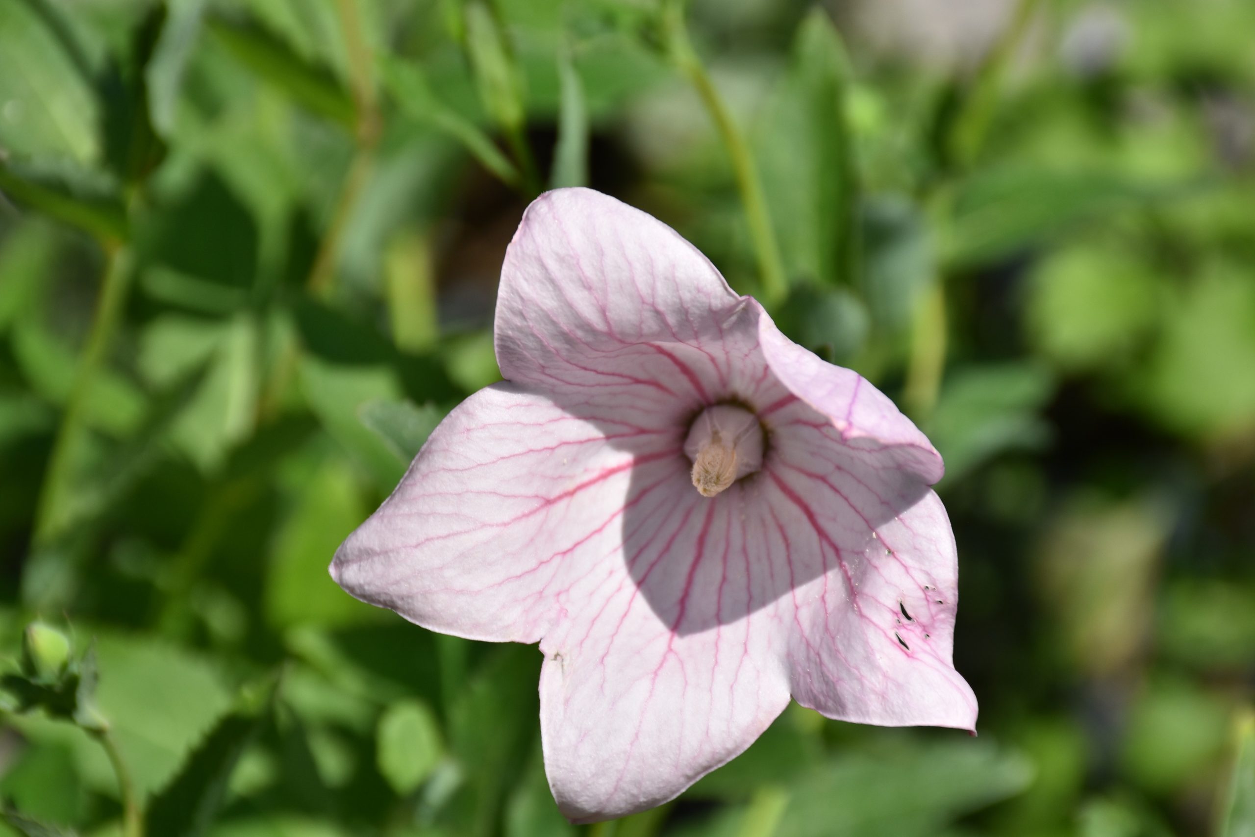 3780_platycodon_grandiflorus_fuji_pink_XS_004-1.jpeg
