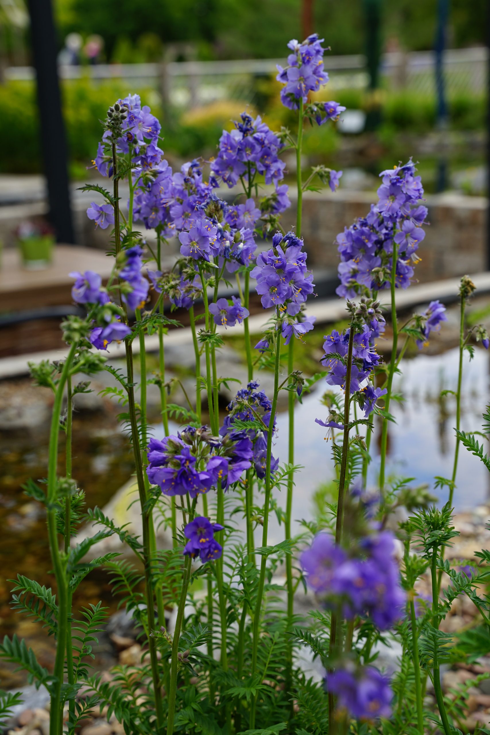 3787_polemonium_caeruleum_SS_001-1.jpeg