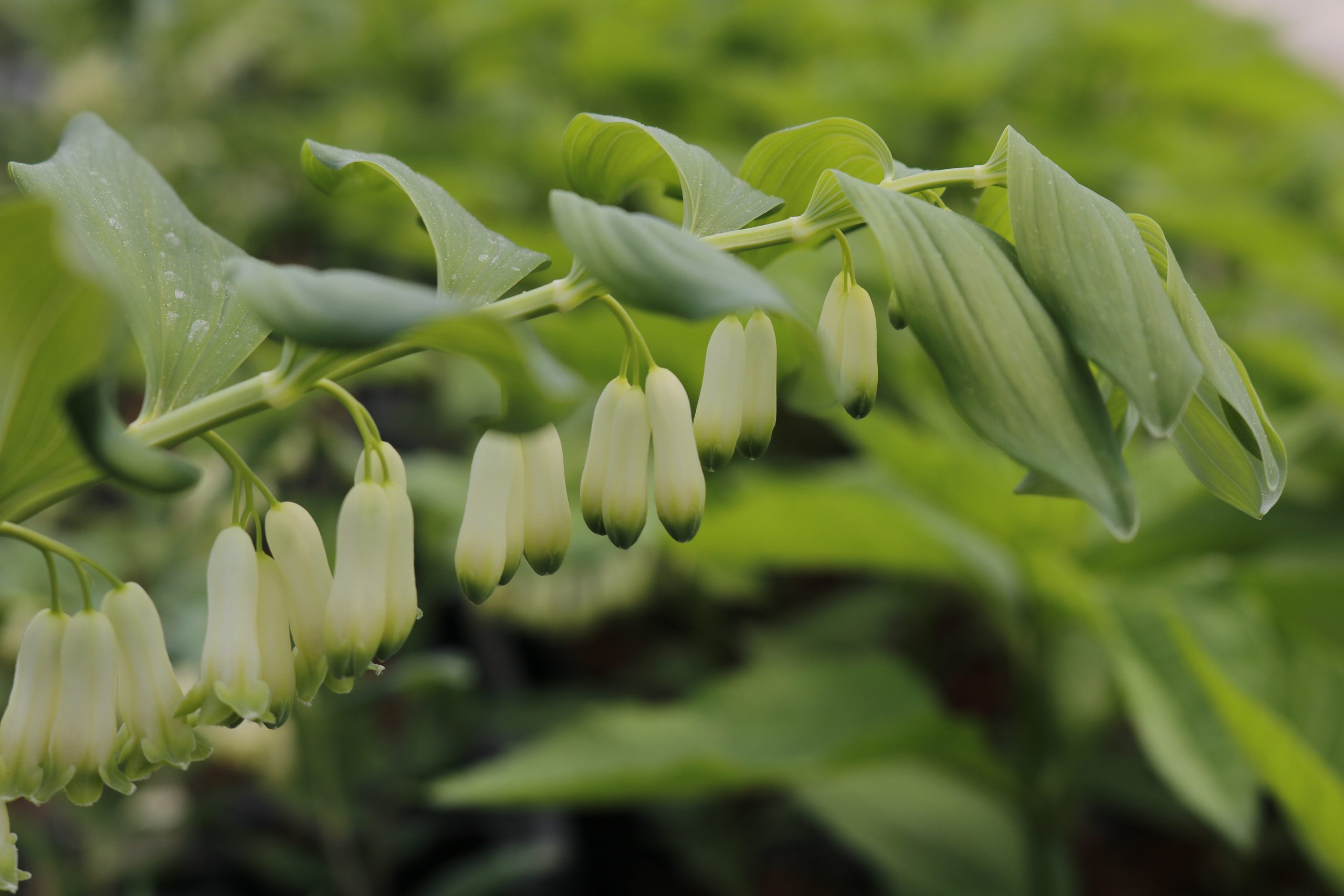 3801_polygonatum_biflorum_XS_003.jpeg