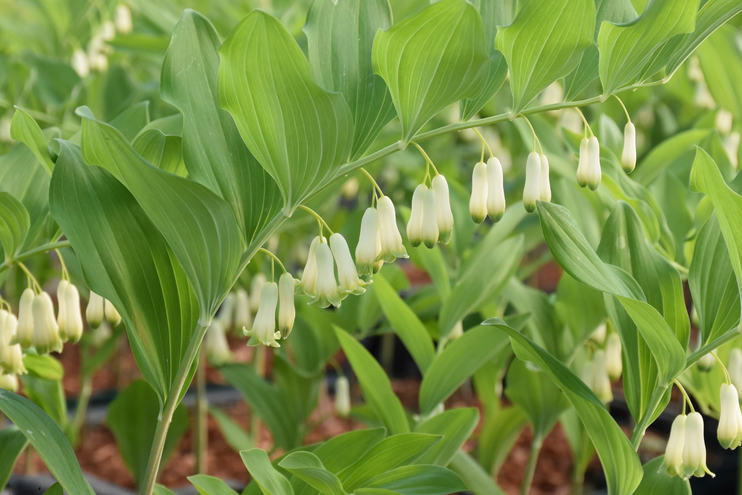 3802_polygonatum_biflorum_XS_004.jpeg