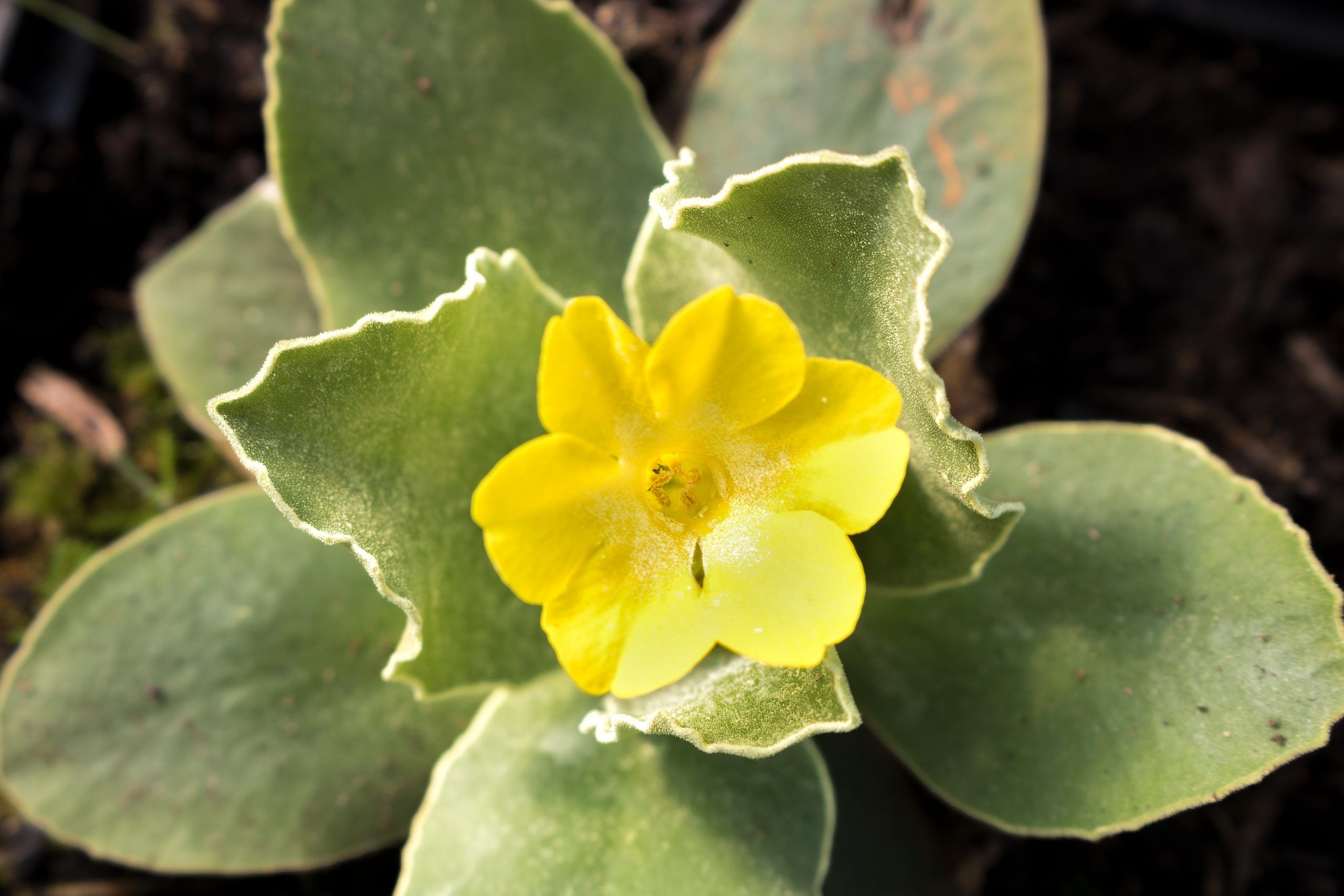 3857_primula_auricula_XS_001.jpeg