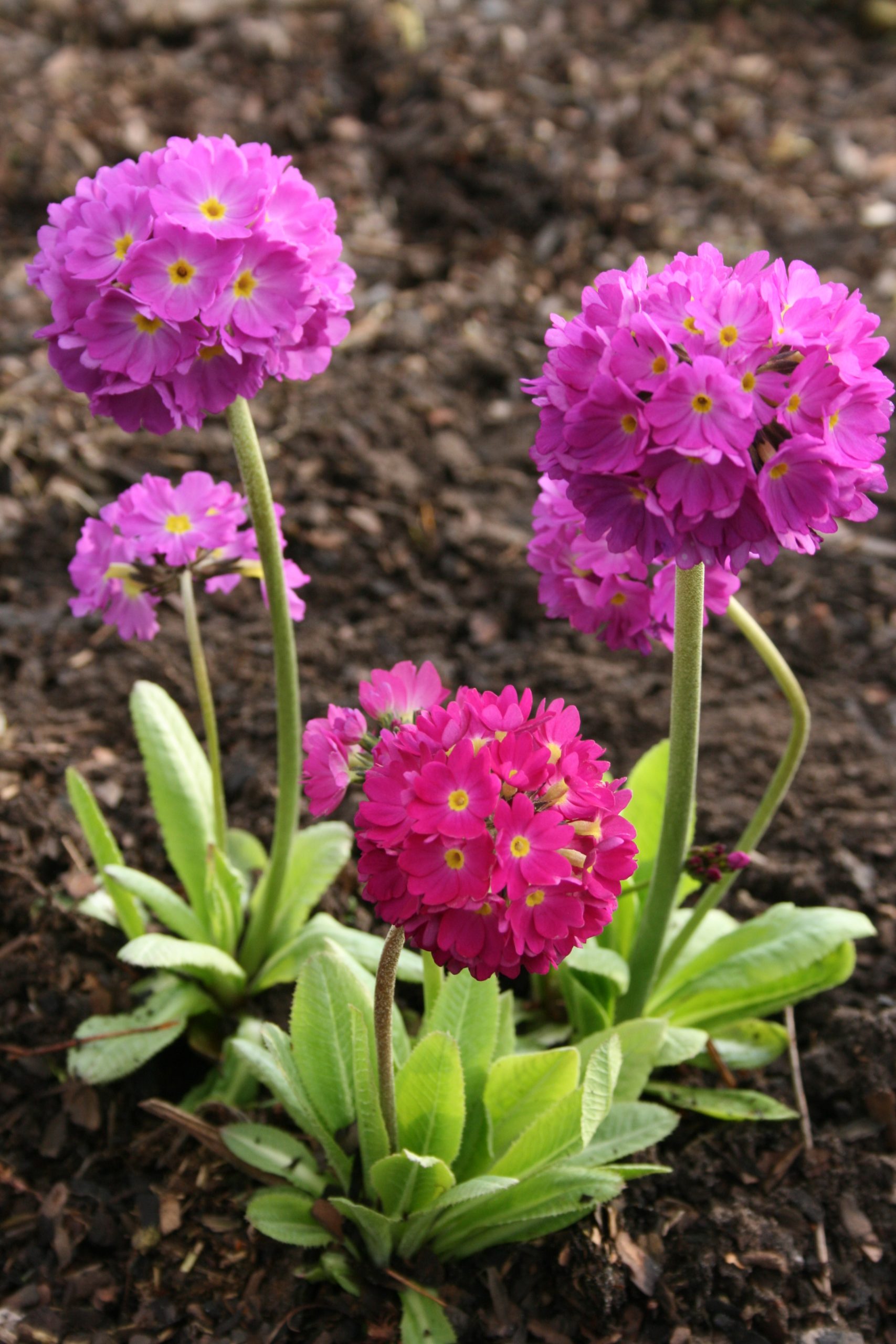 3865_primula_denticulata_rubin_SS_001.jpeg