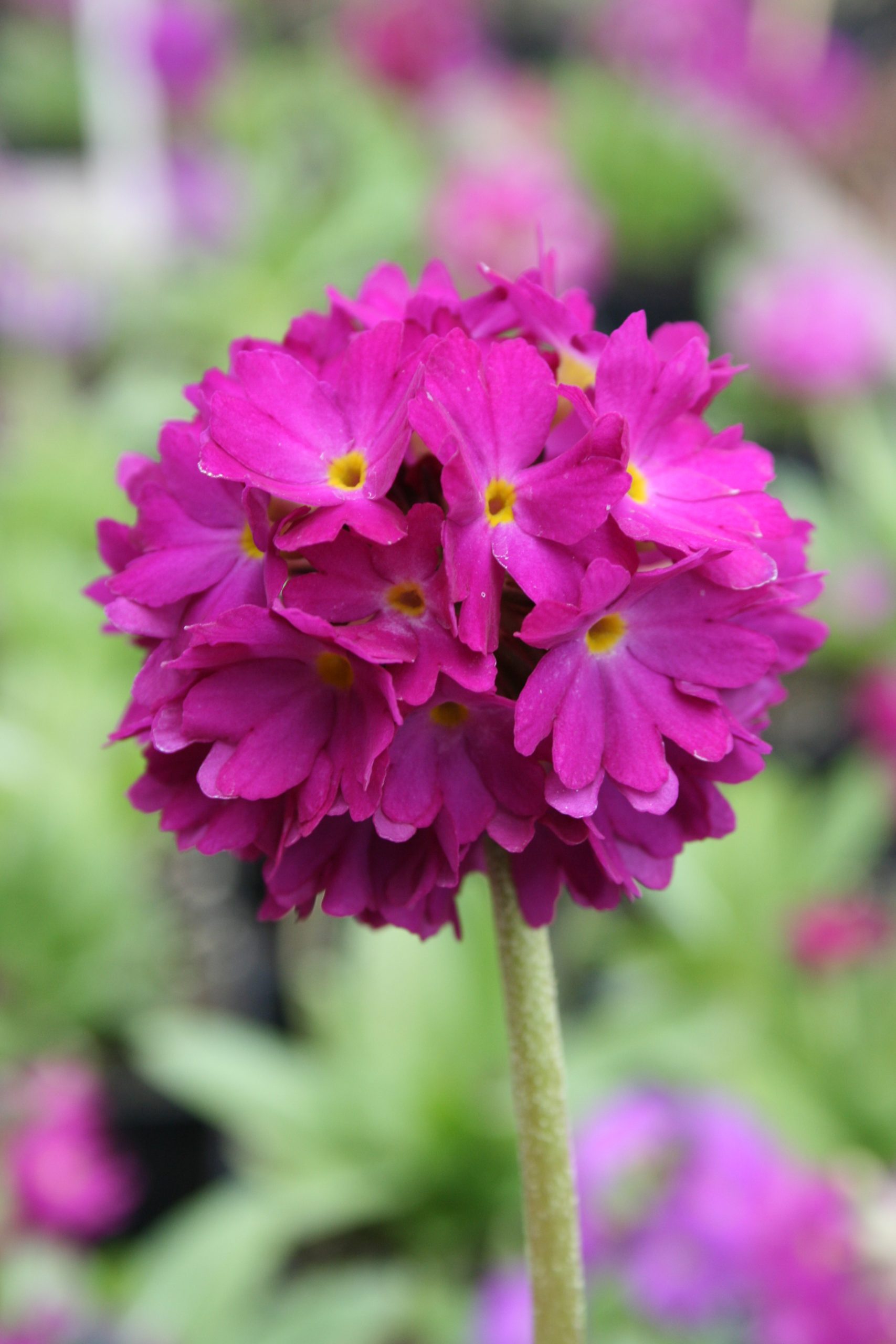 3866_primula_denticulata_rubin_SS_002.jpeg