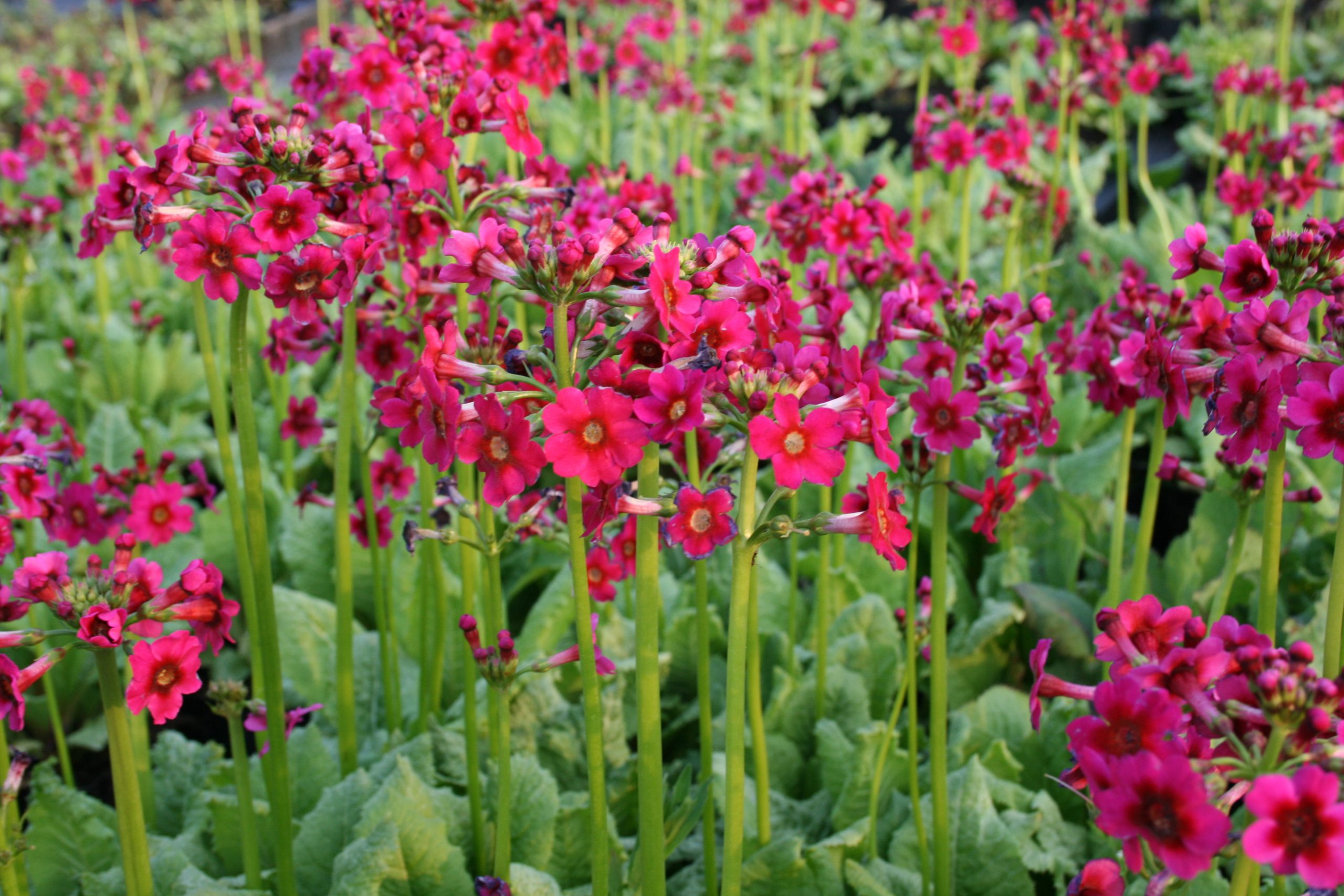 3874_primula_japonica_millers_crimson_SS_001.jpeg