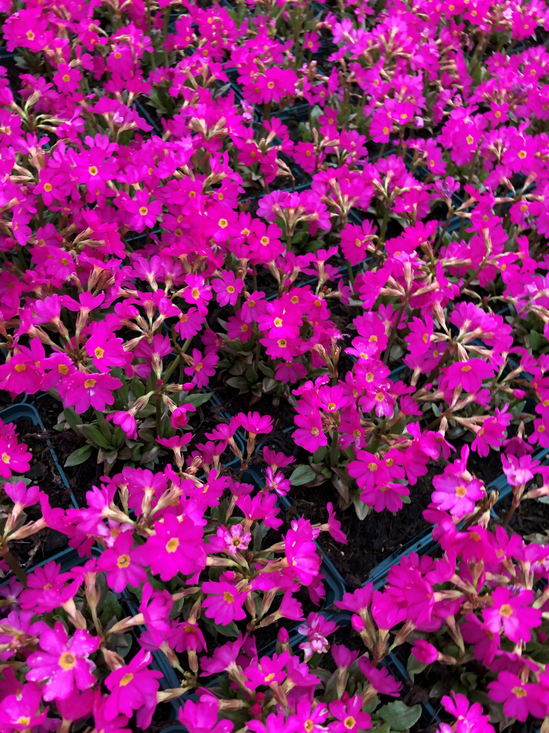 3877_primula_rosea_gigas_SS_002.jpg