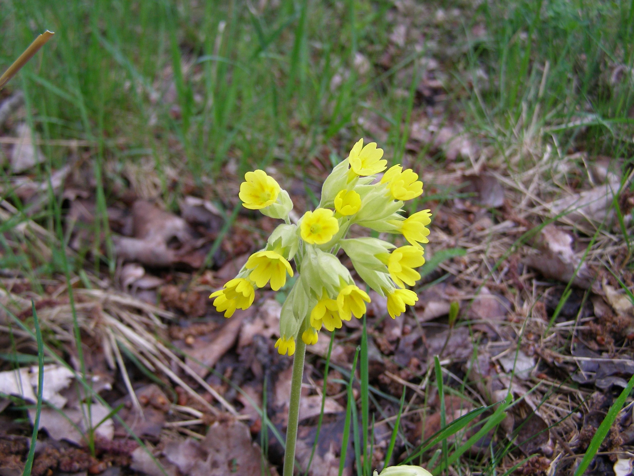 3880_primula_veris_XS_003.jpeg