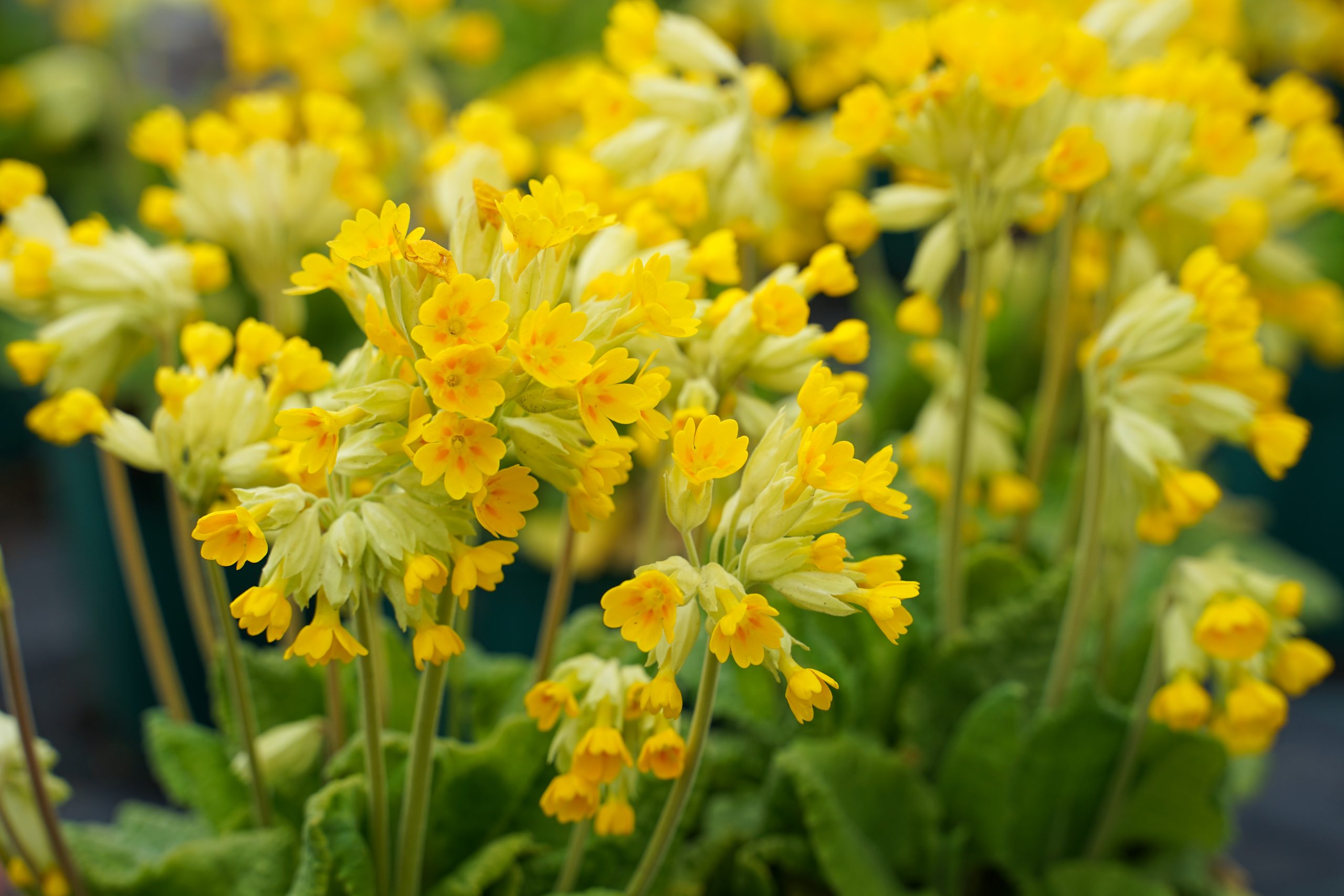 3882_primula_veris_SS_006.jpg