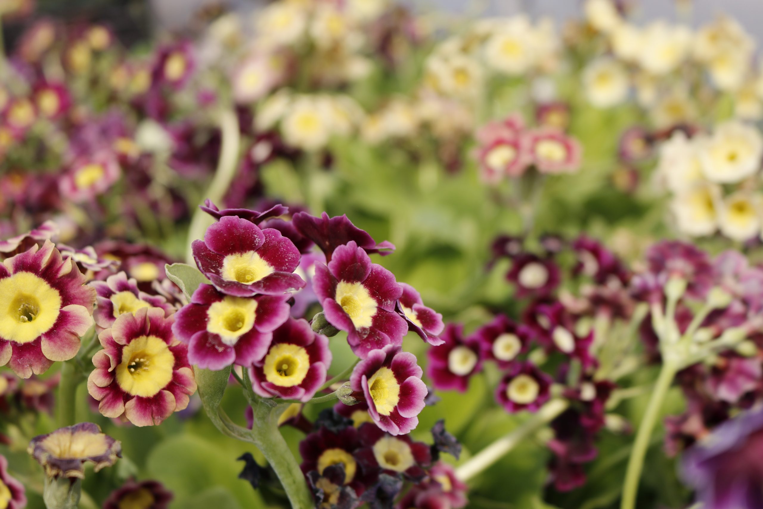 3900_primula_pubescens_XS_001.jpeg