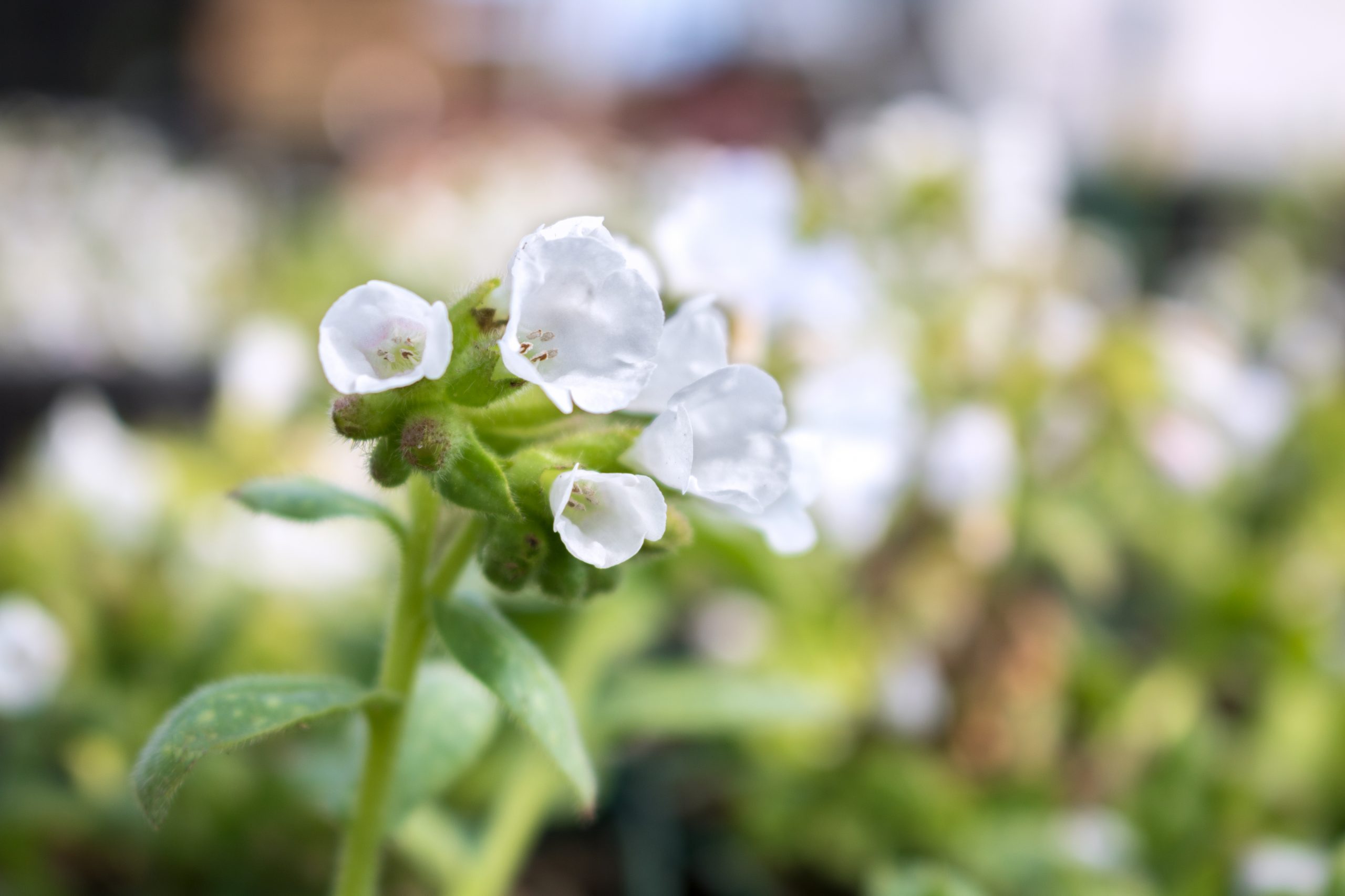 3916_pulmonaria_officinalis_sissinghurst_white_XS_001-1.jpeg