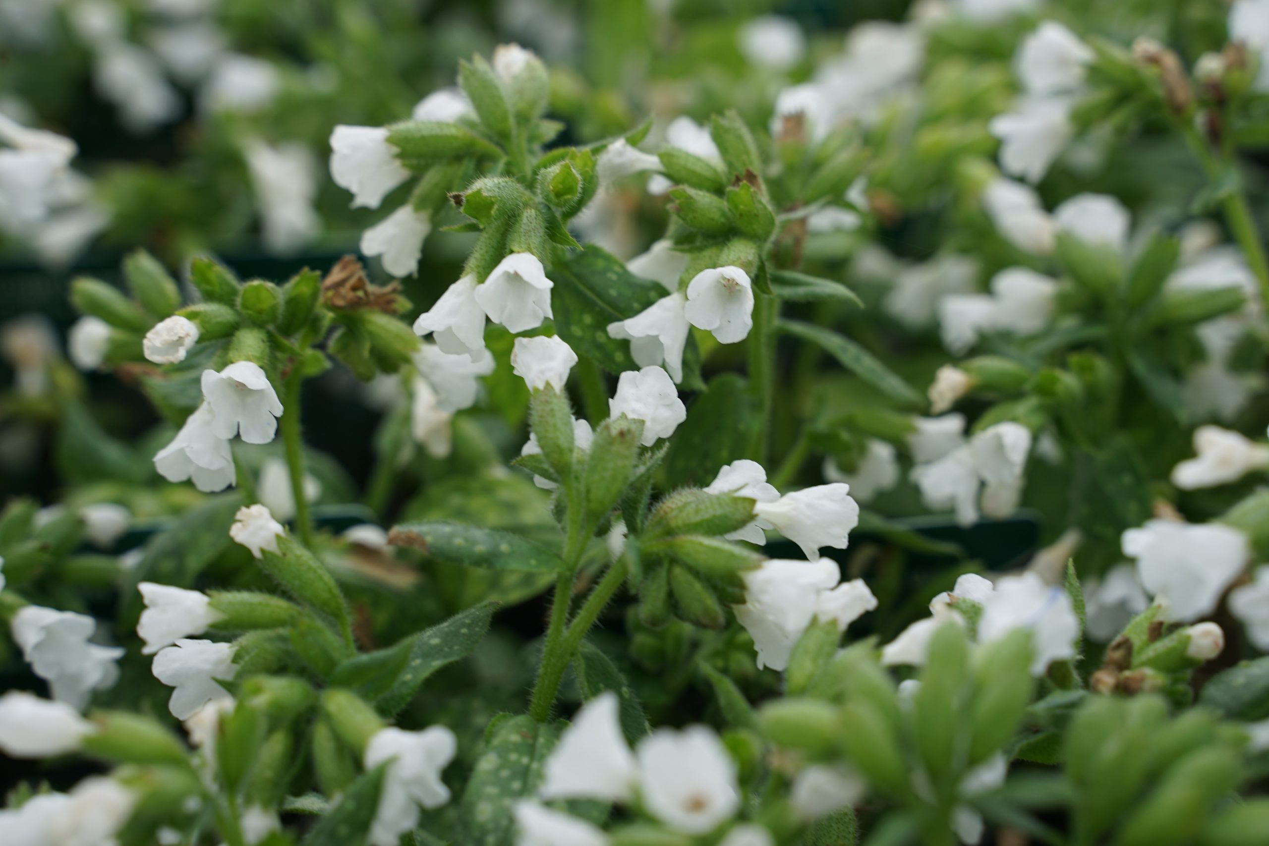 3917_pulmonaria_officinalis_sissinghurst_white_SS_002-1.jpeg