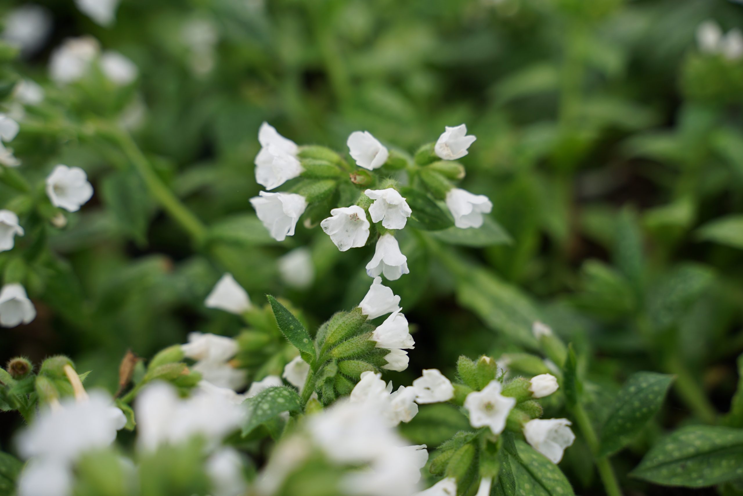 3918_pulmonaria_officinalis_sissinghurst_white_SS_003-1.jpeg