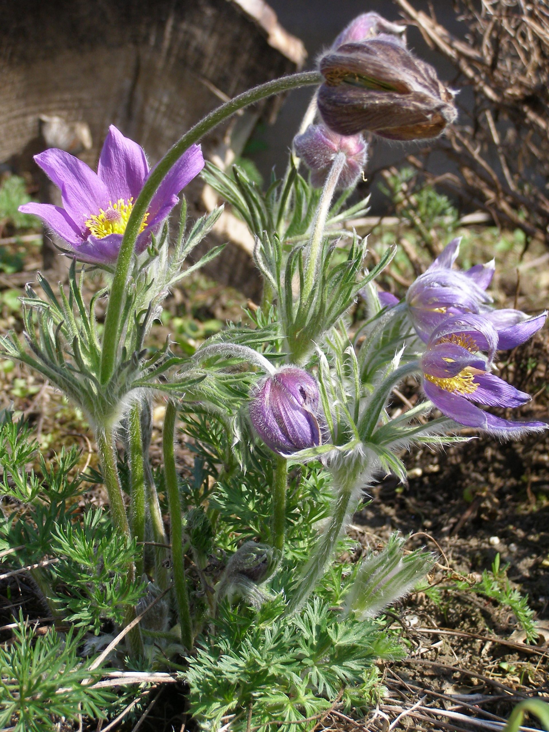 3939_pulsatilla_vulgaris_XS_001-1.jpeg