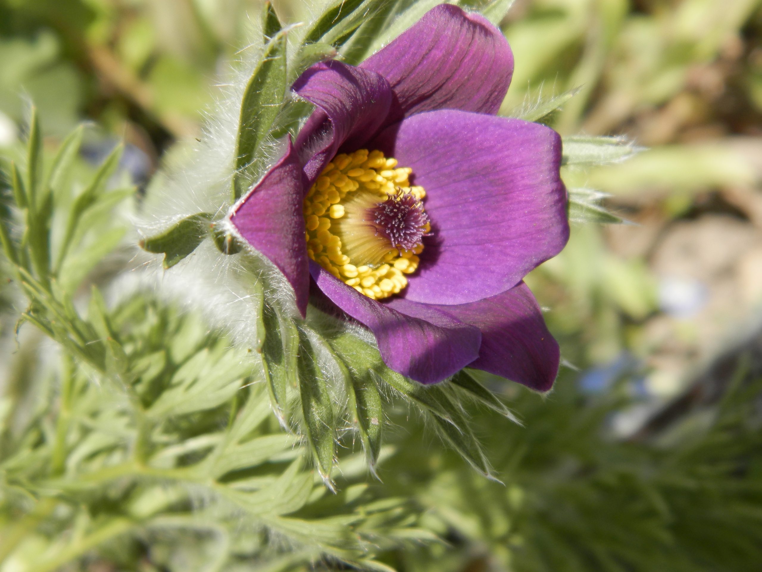 3940_pulsatilla_vulgaris_XS_002-1.jpeg