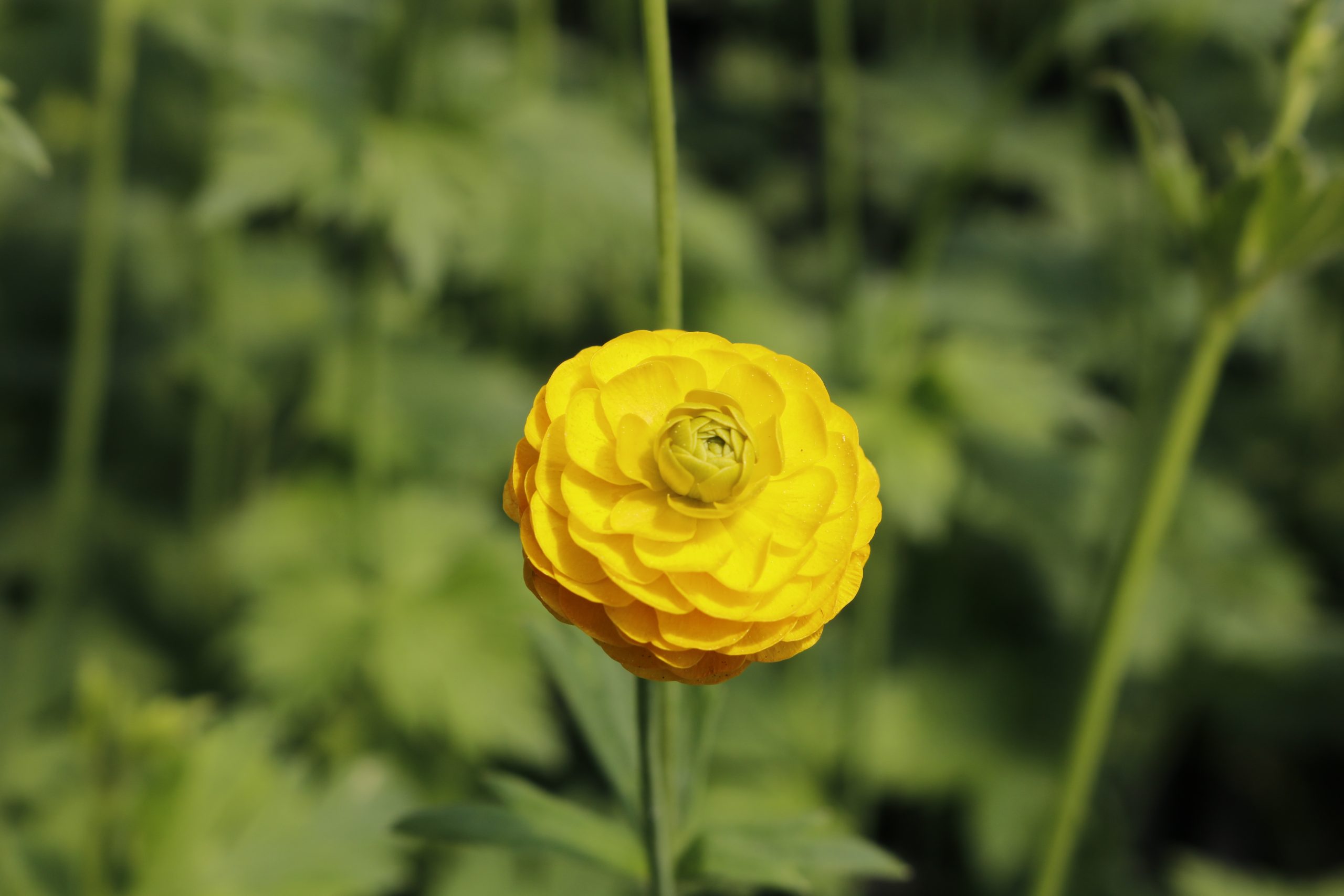 3951_ranunculus_acris_multiplex_XS_004-1.jpeg