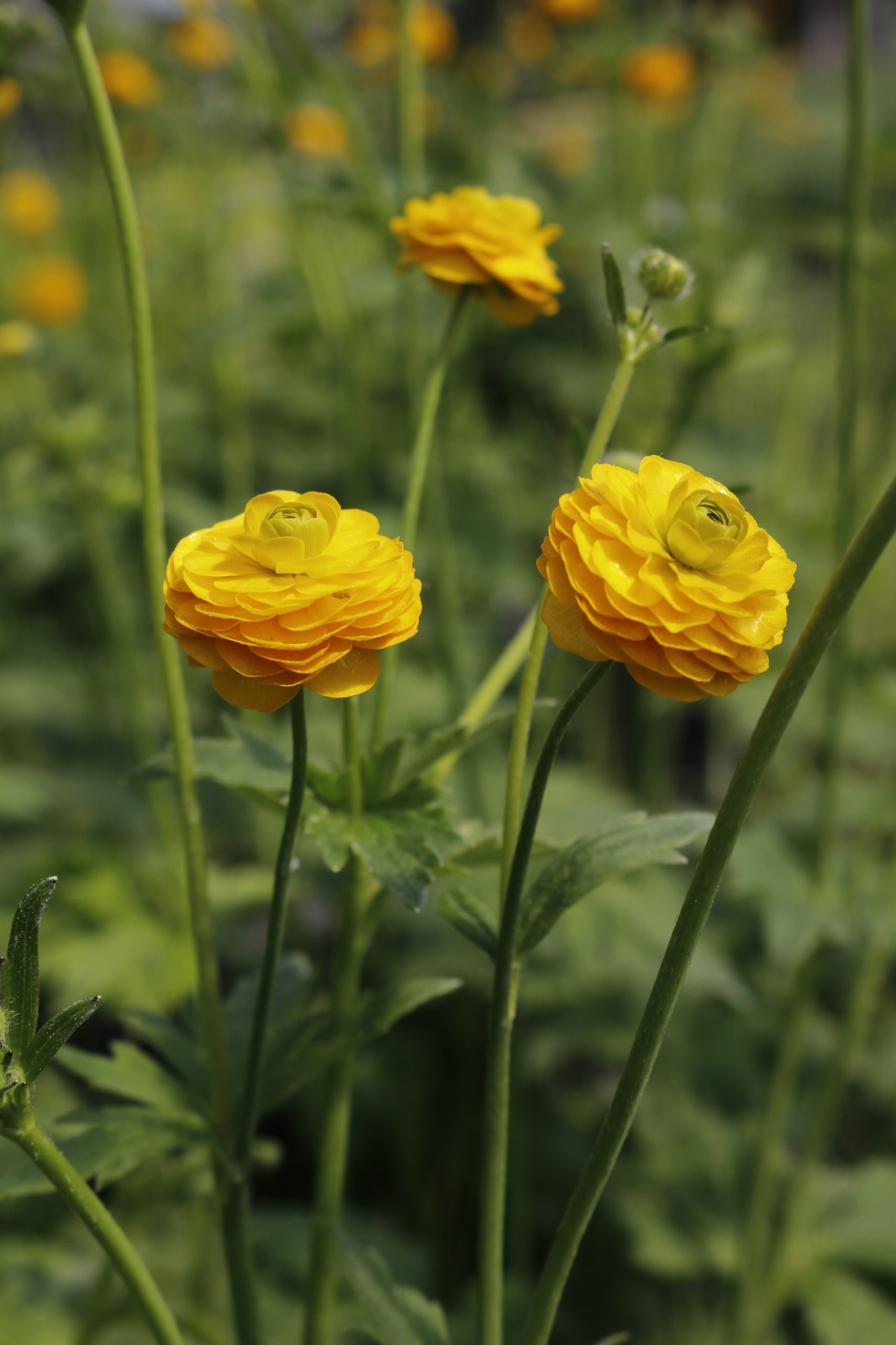 3952_ranunculus_acris_multiplex_XS_005-1.jpeg