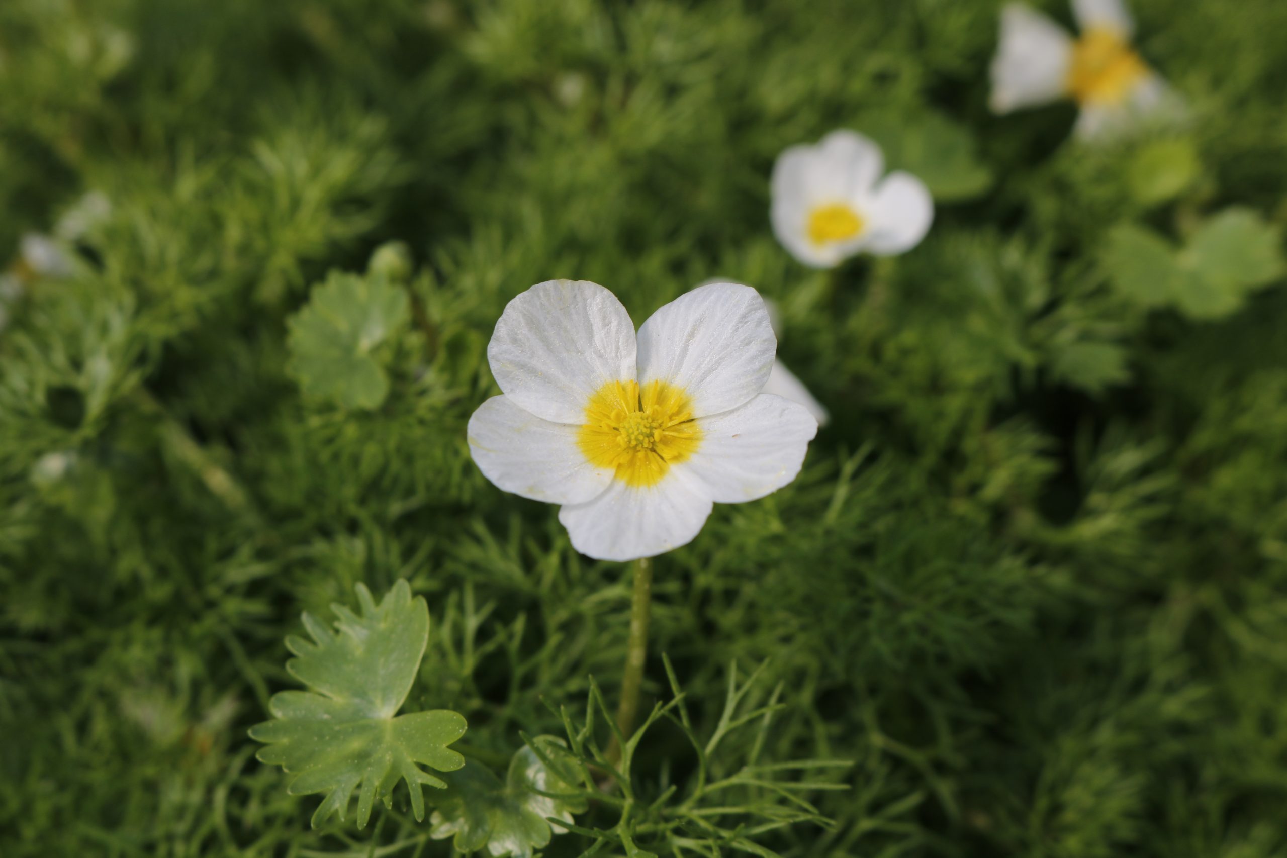 3953_ranunculus_aquatilis_XS_001.jpeg