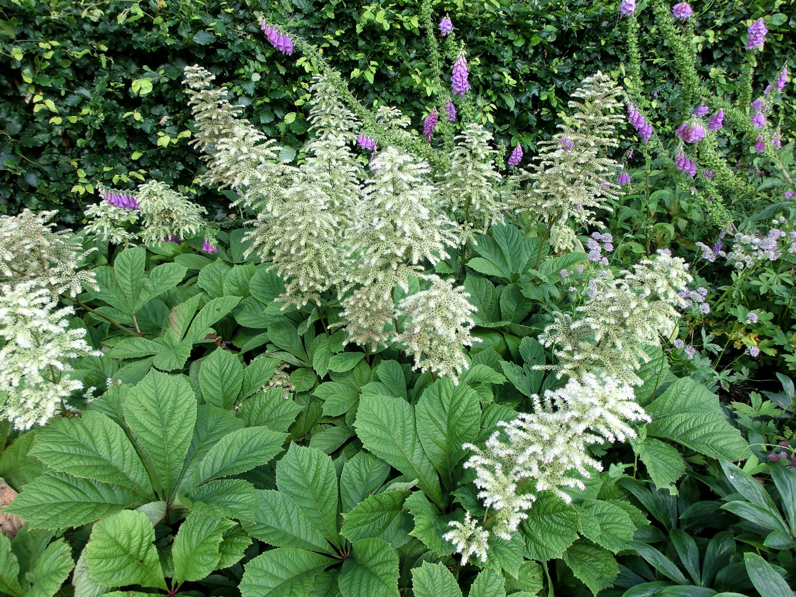 3967_rodgersia_aesculifolia_XS_001-1.jpeg