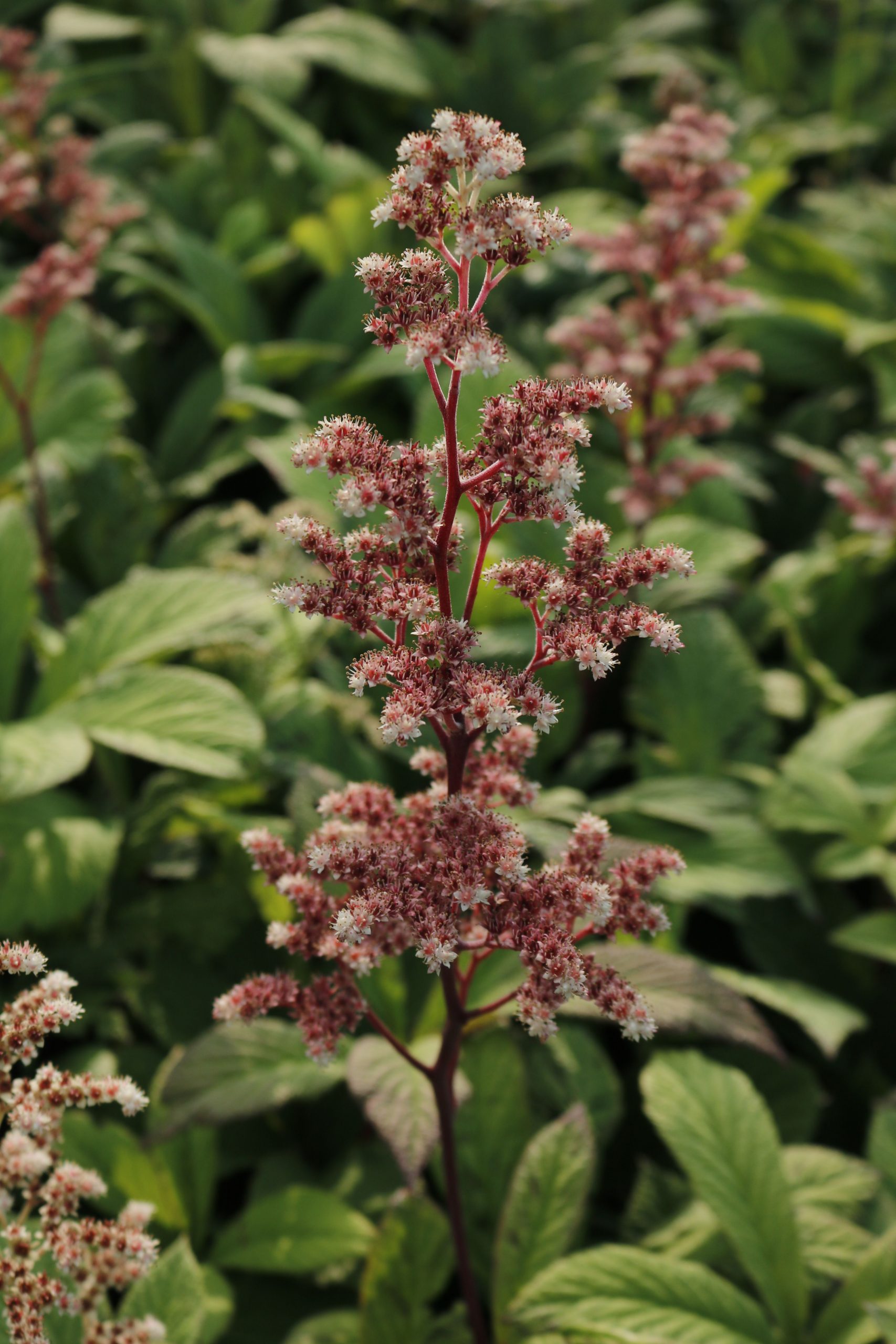 3970_rodgersia_pinnata_XS_001-1.jpeg