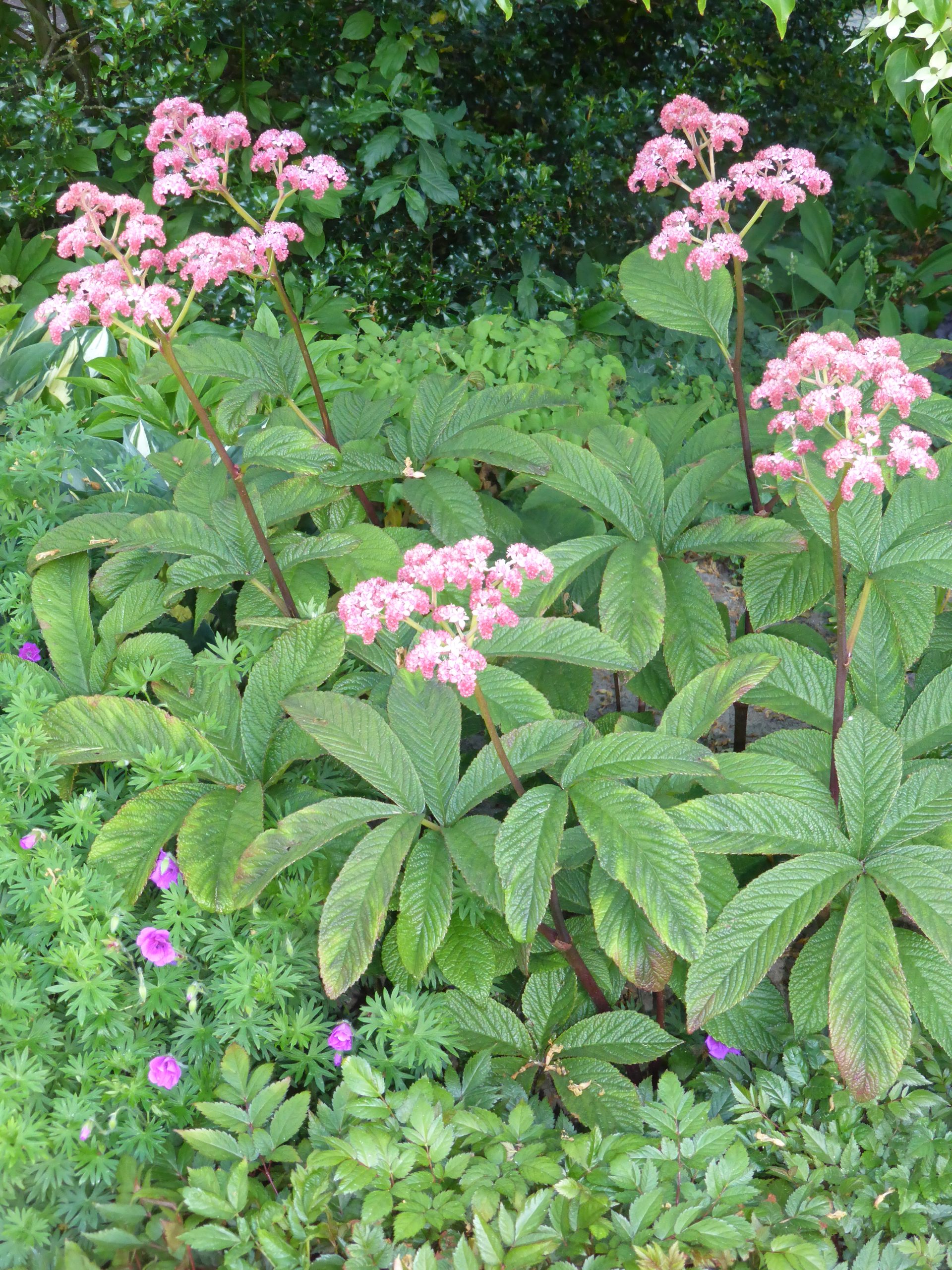 3971_rodgersia_pinnata_bronze_peacock_SS_001-1.jpeg