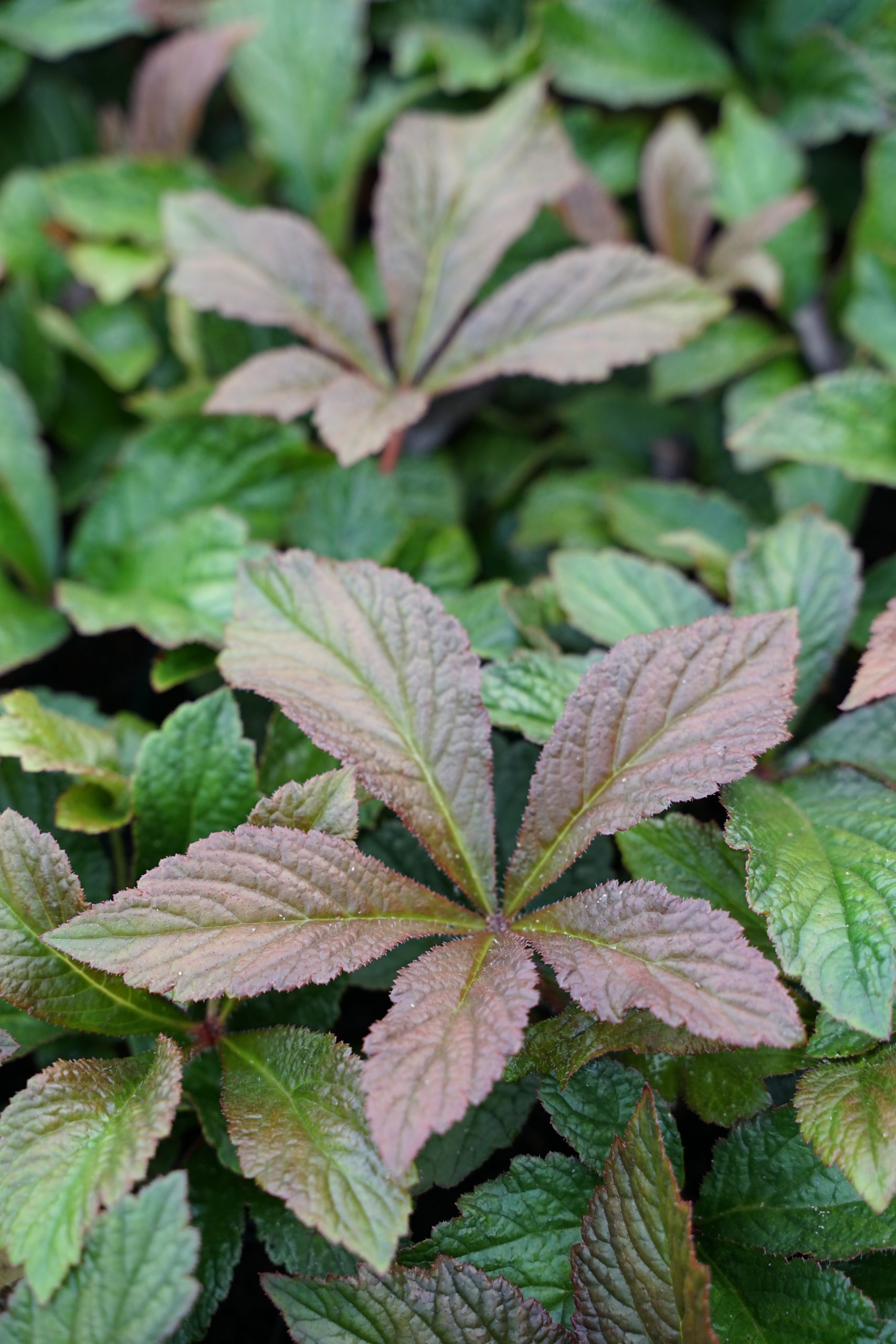 3972_rodgersia_pinnata_bronze_peacock_SS_002-1.jpeg