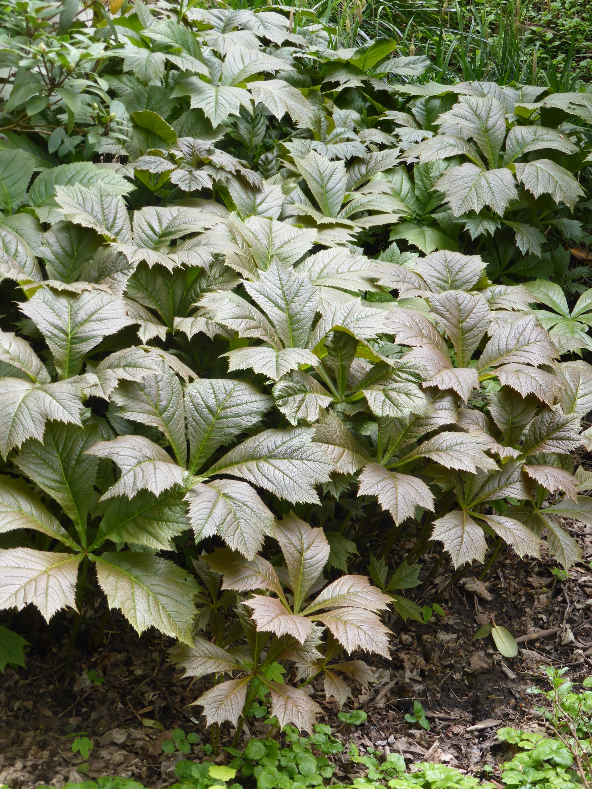 3977_rodgersia_podophylla_rotlaub_SS_001-1.jpeg