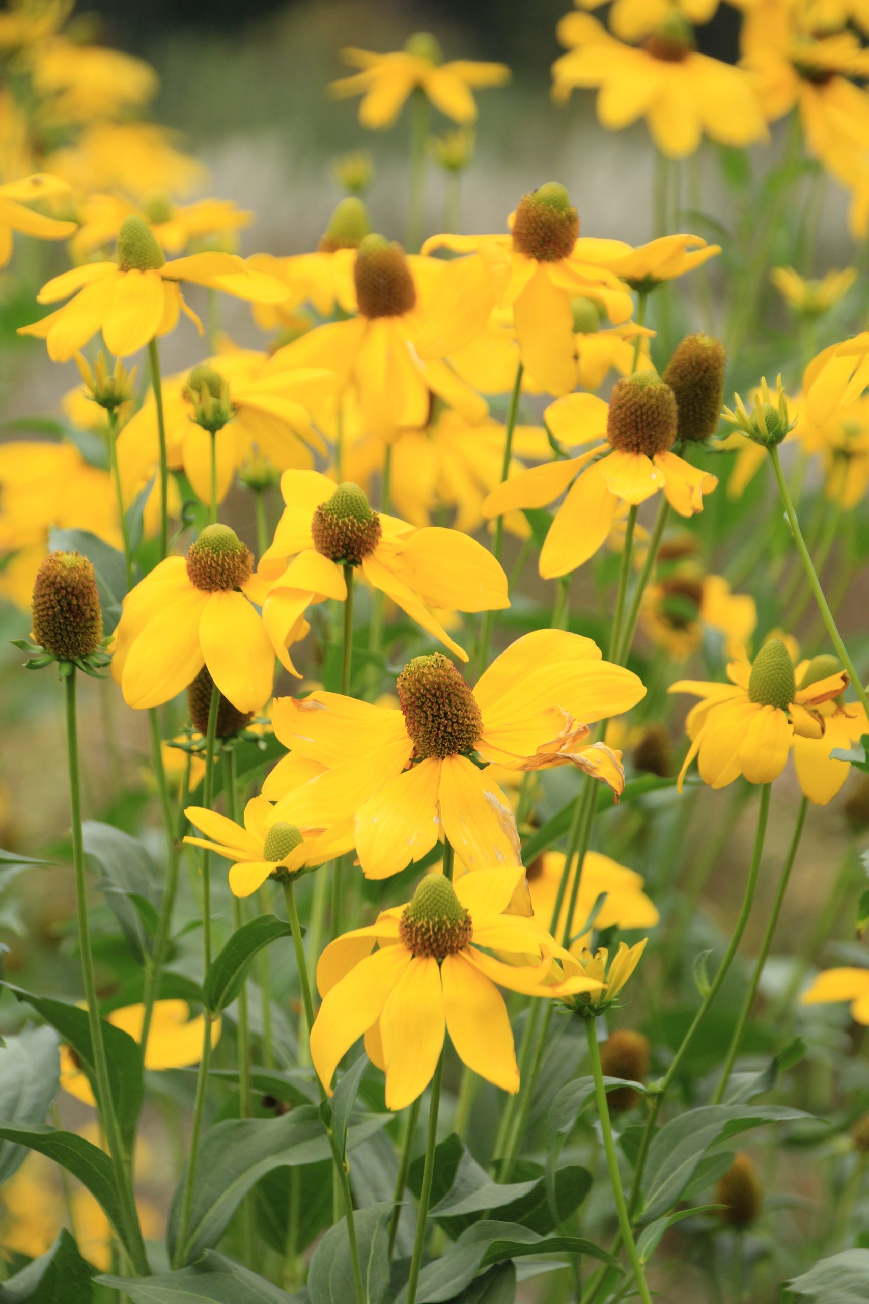 4006_rudbeckia_nitida_herbstsonne_SS_003.jpeg